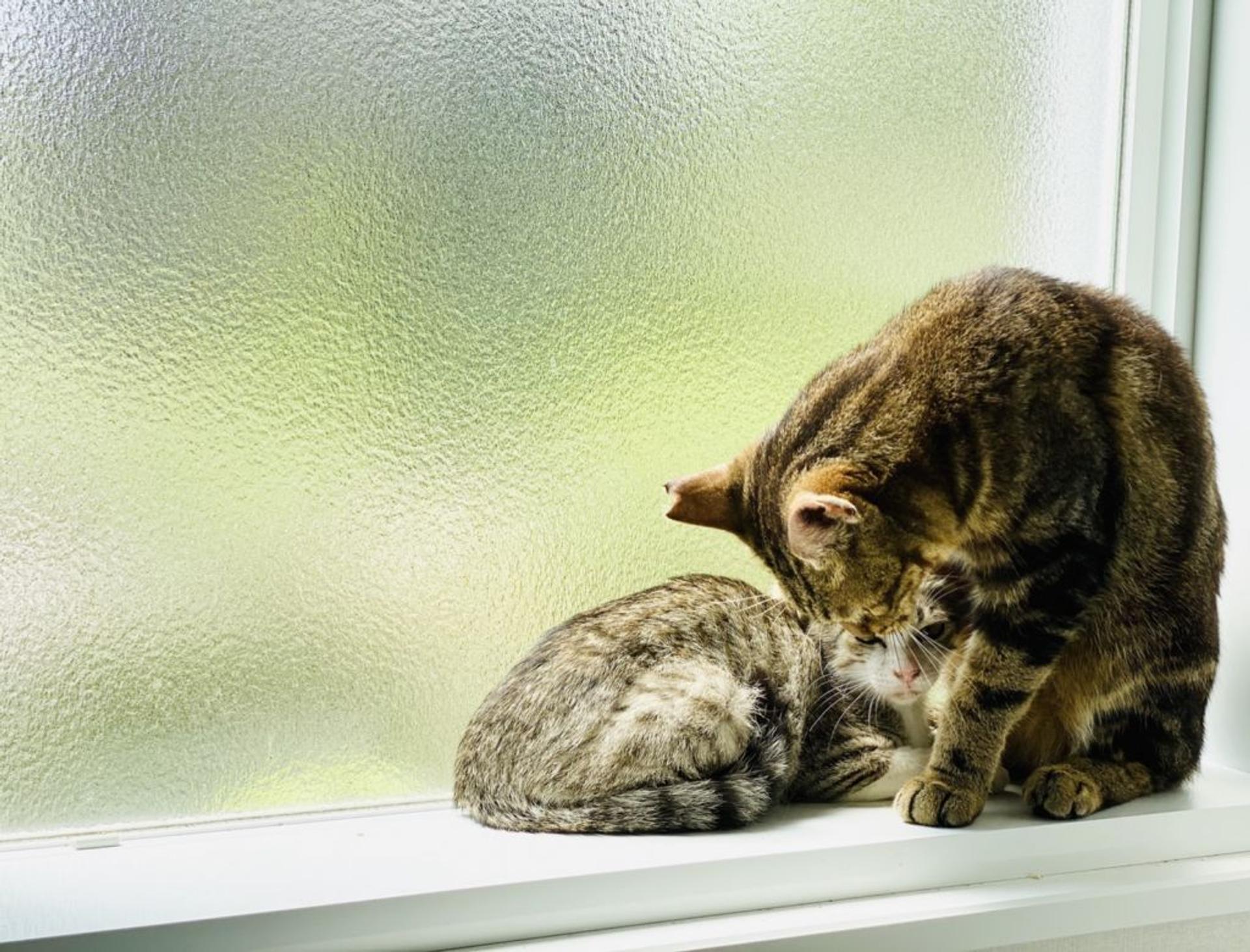 pet-image-6