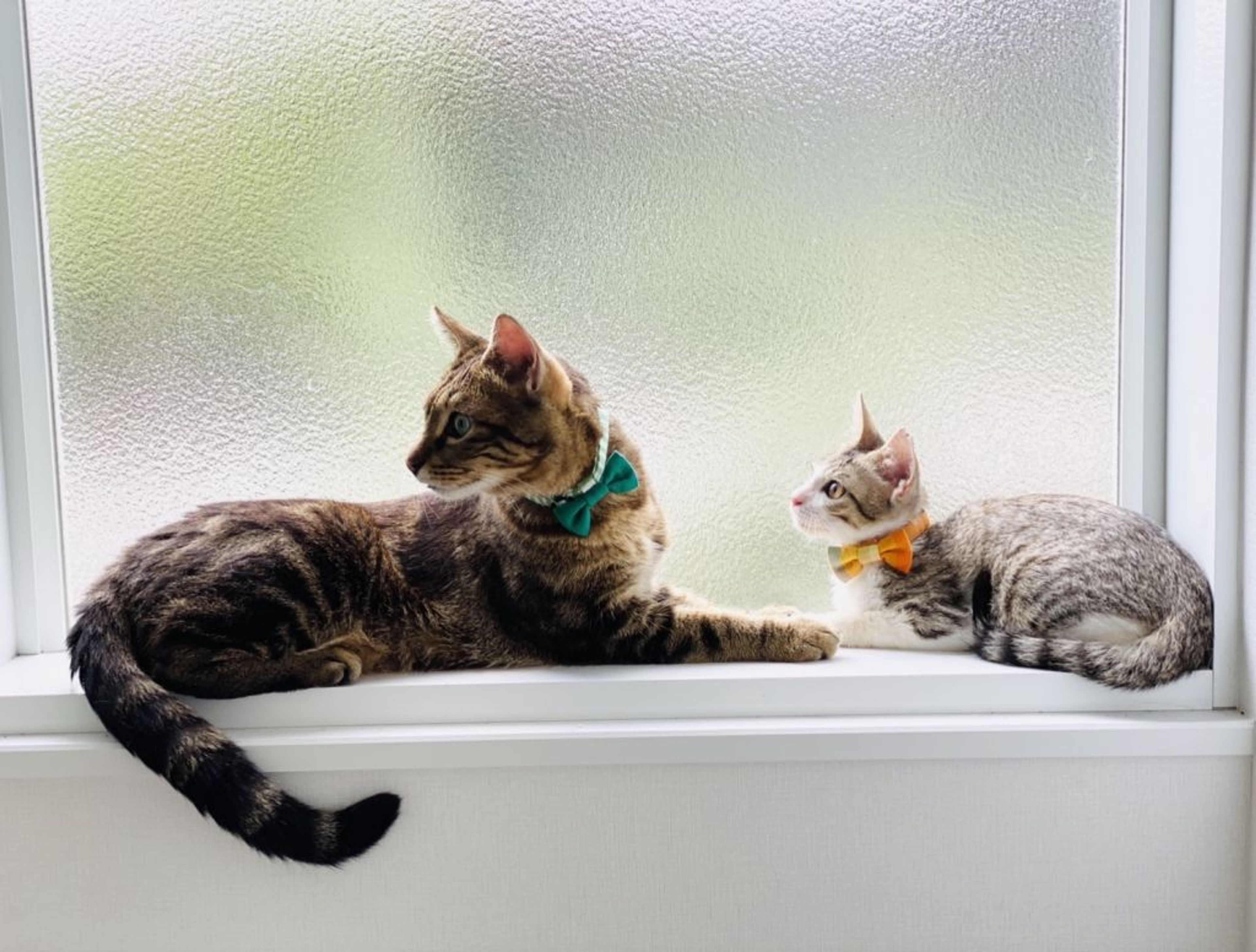 pet-image-7