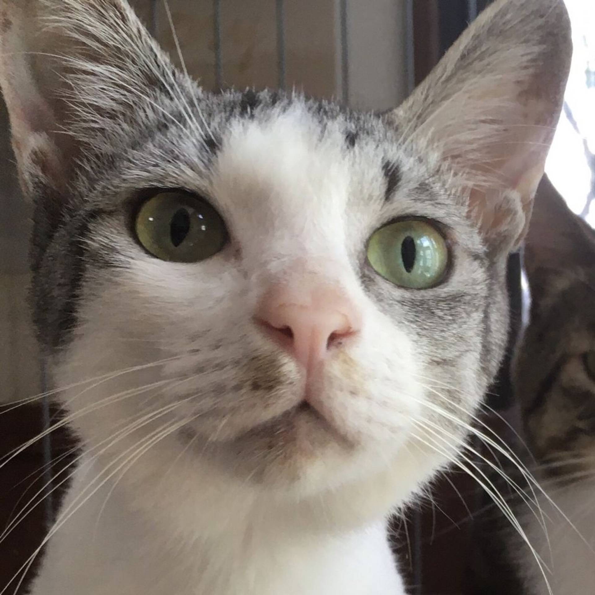 雑種（ミックス猫）・オスの里親募集の写真
