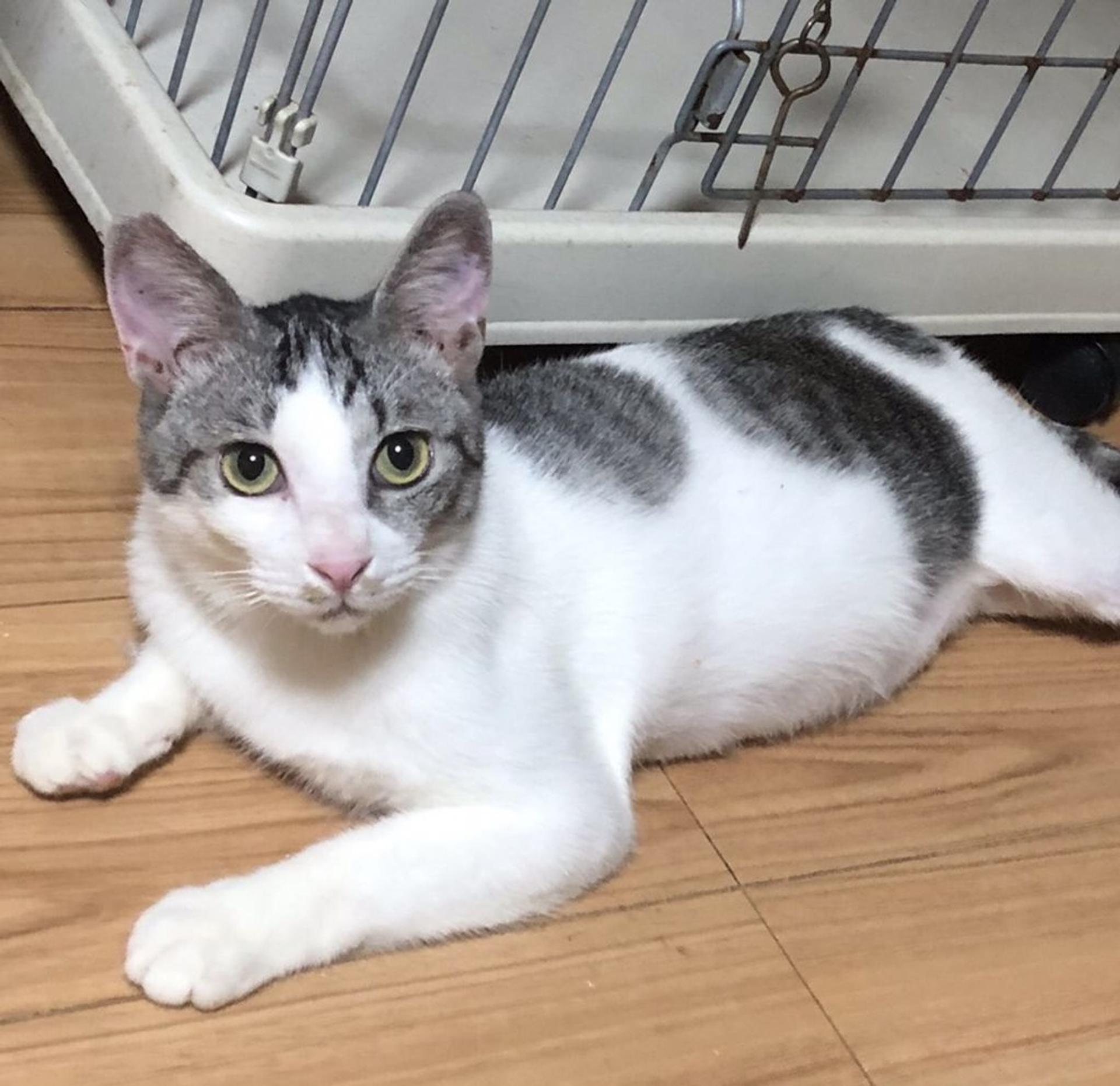 pet-image-3