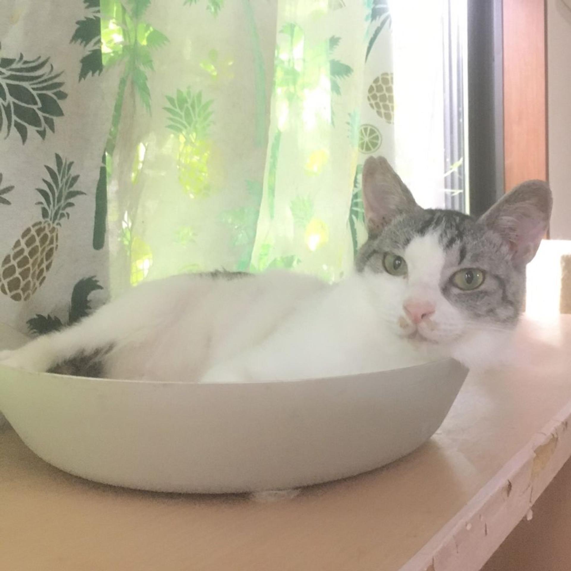 pet-image-4
