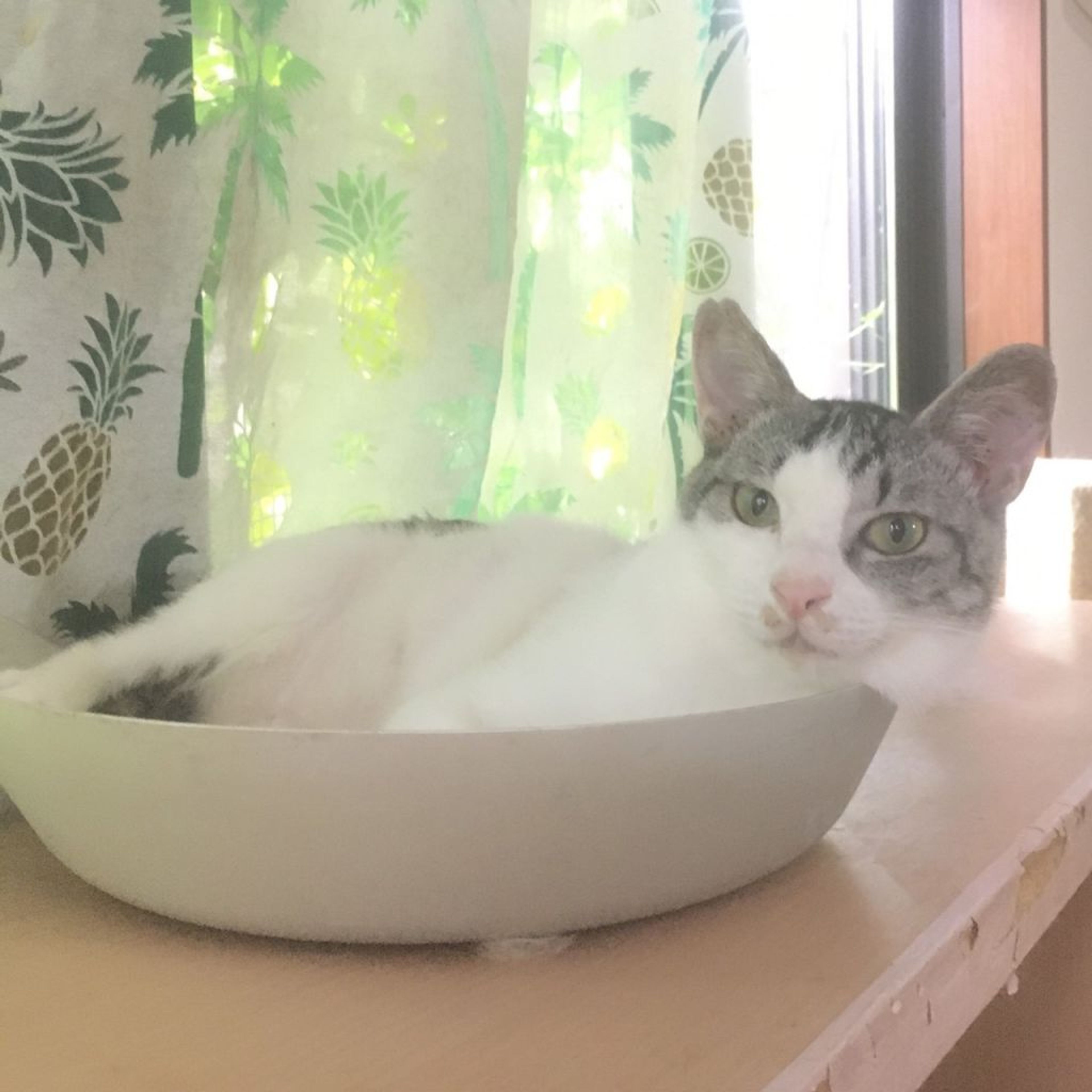 pet-image-4