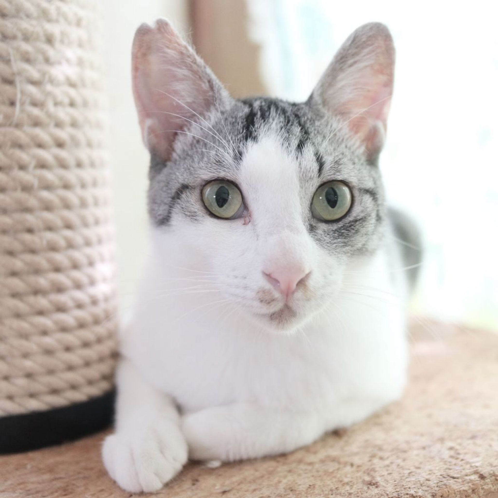 雑種（ミックス猫）・オスの里親募集の写真