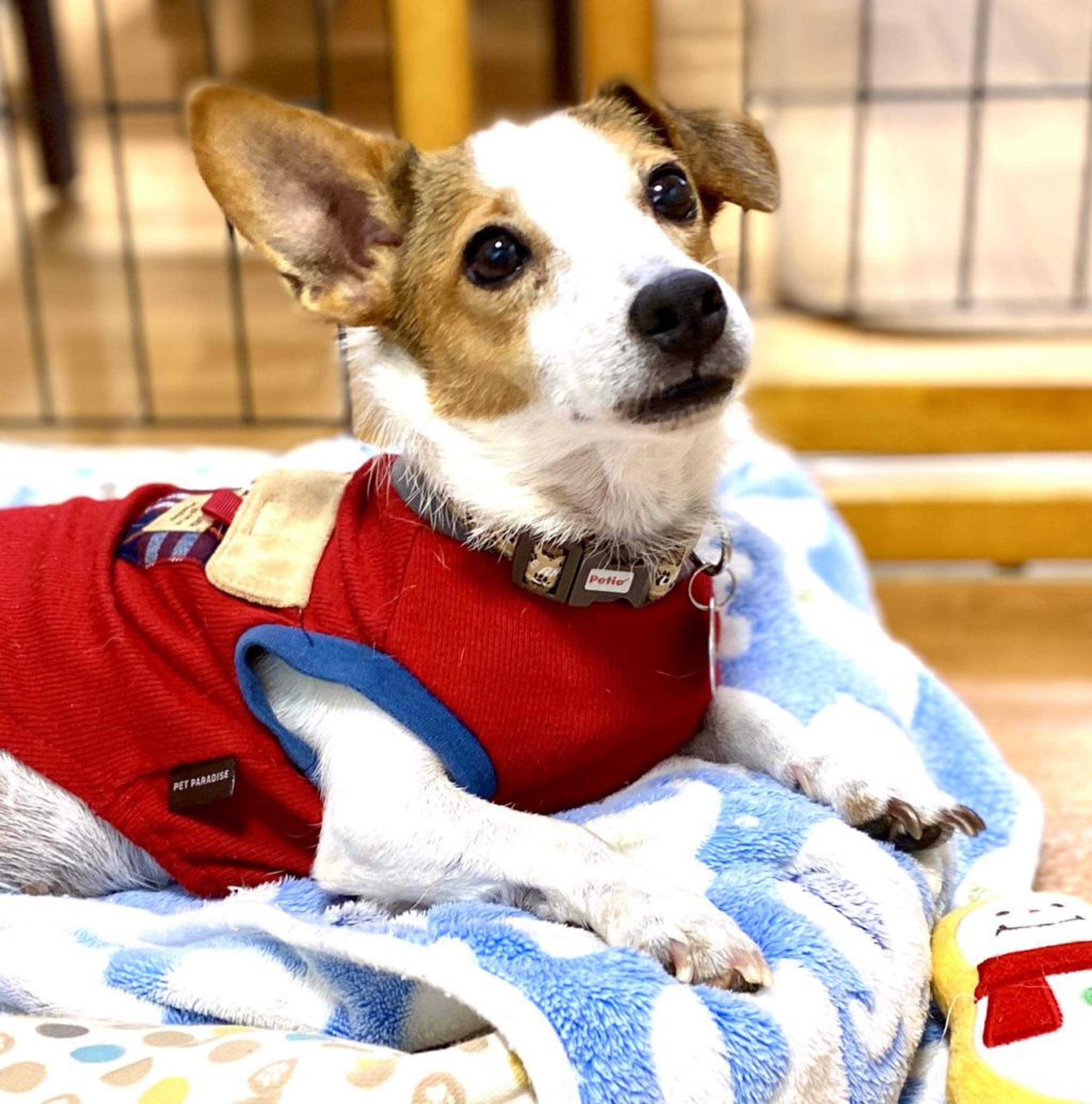pet-image-2