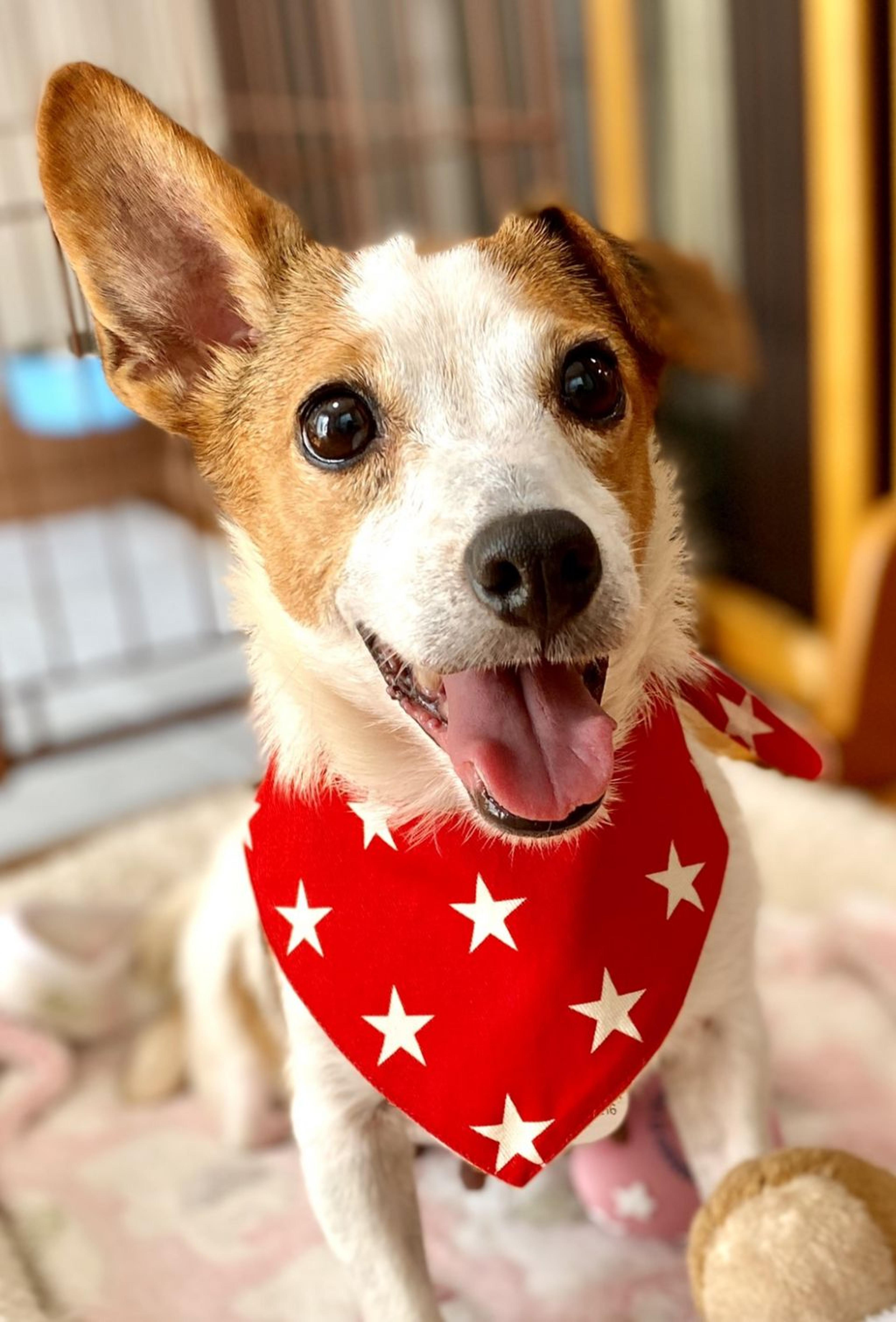 pet-image-3