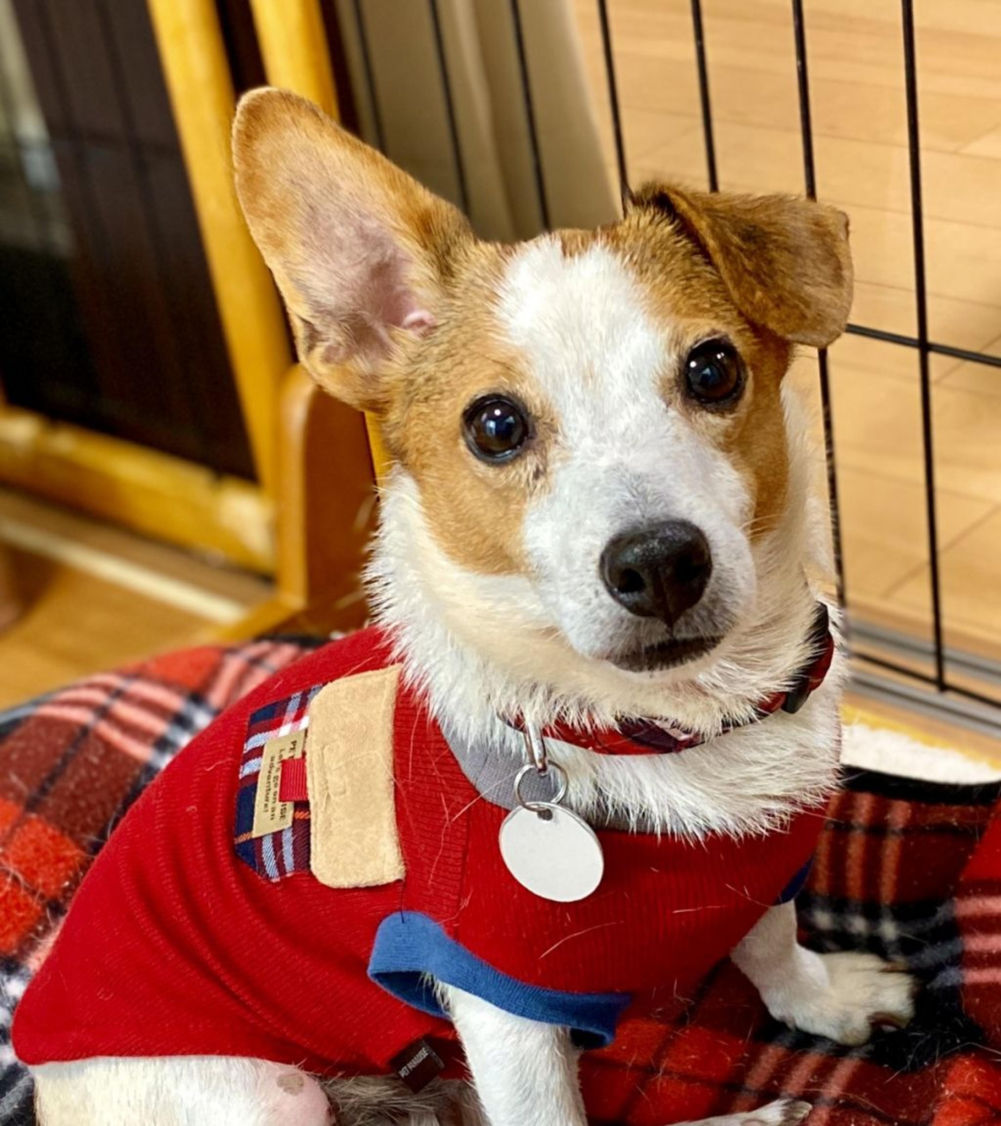 pet-image-4