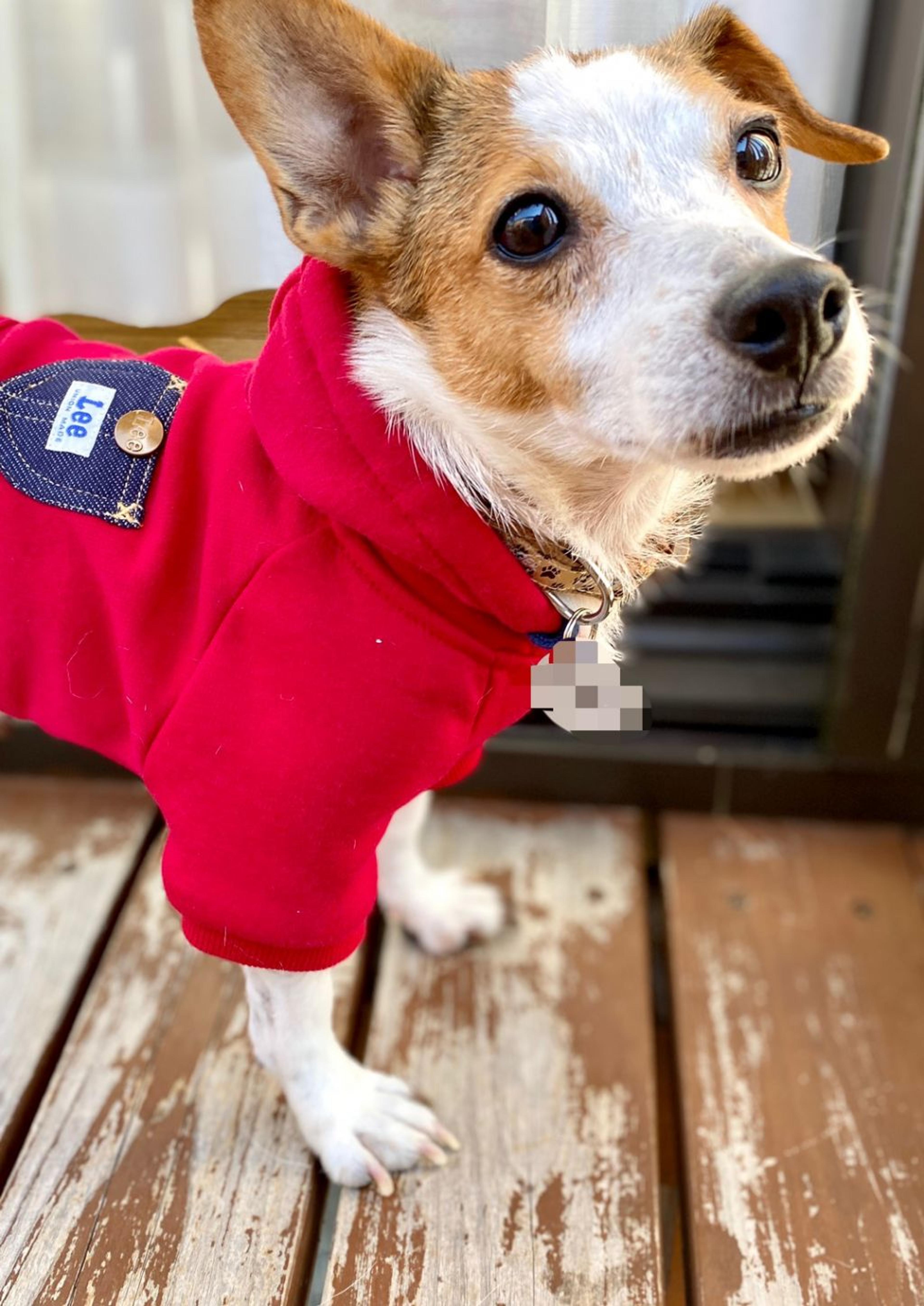 pet-image-5