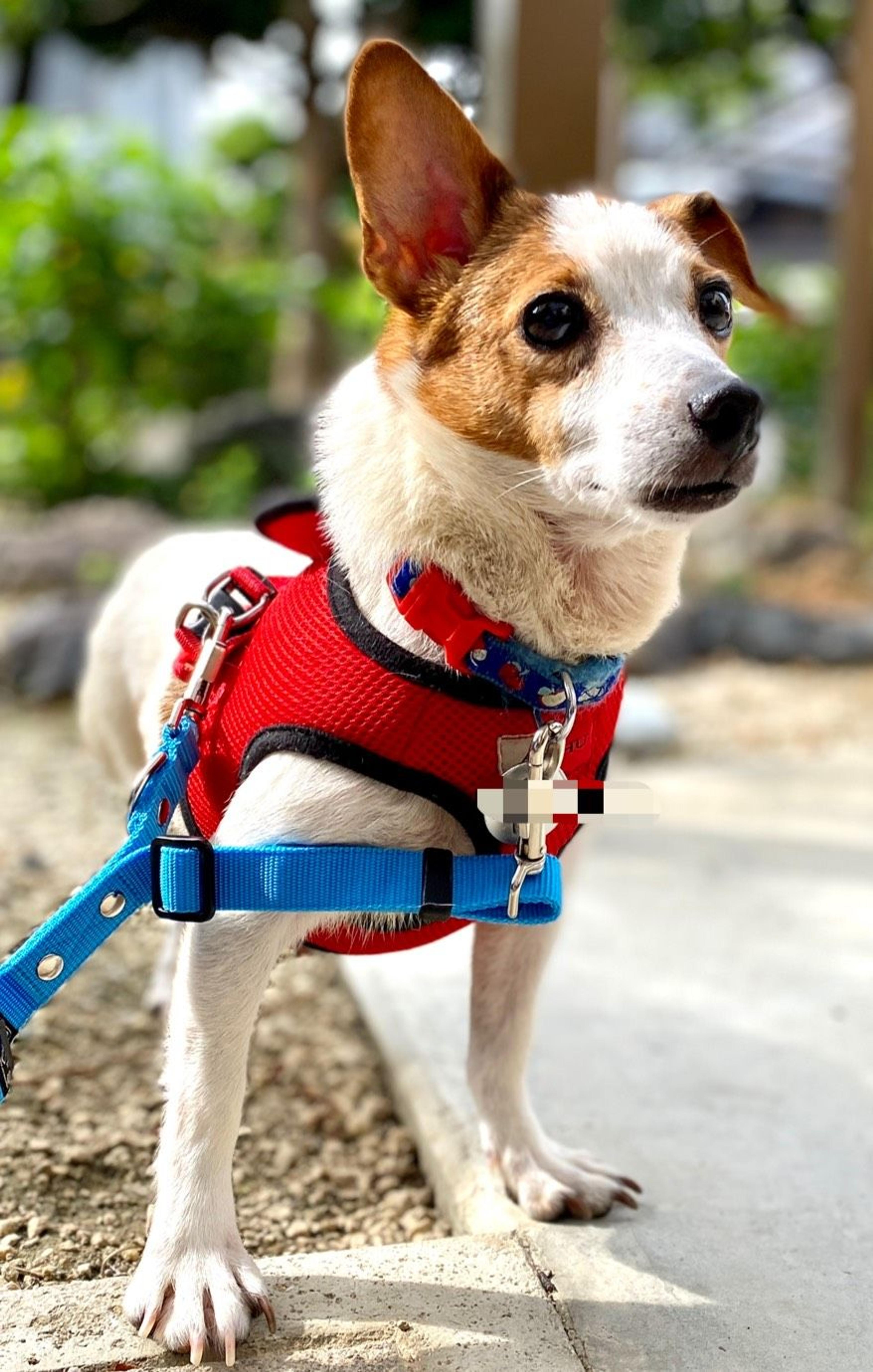 pet-image-6