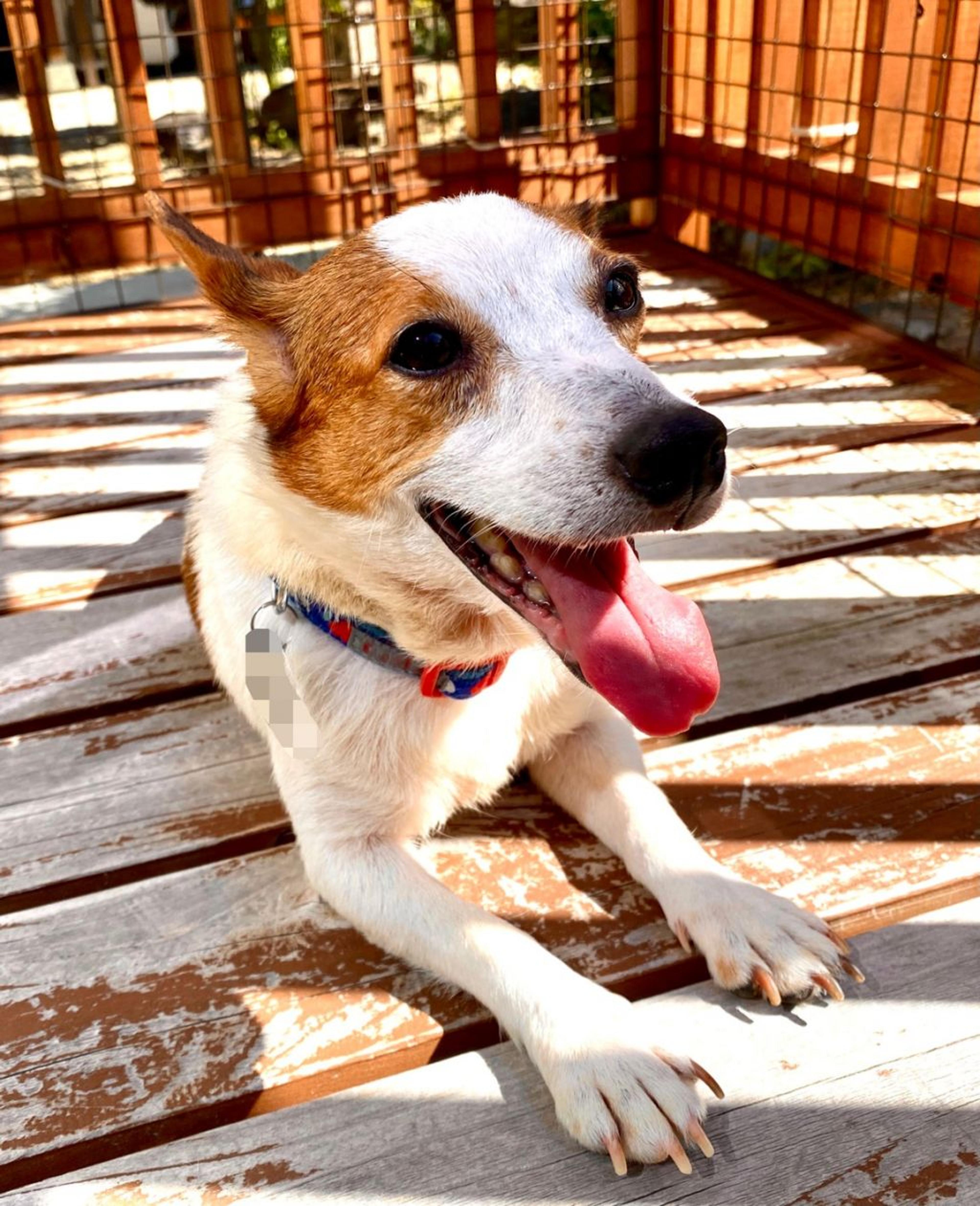 pet-image-7