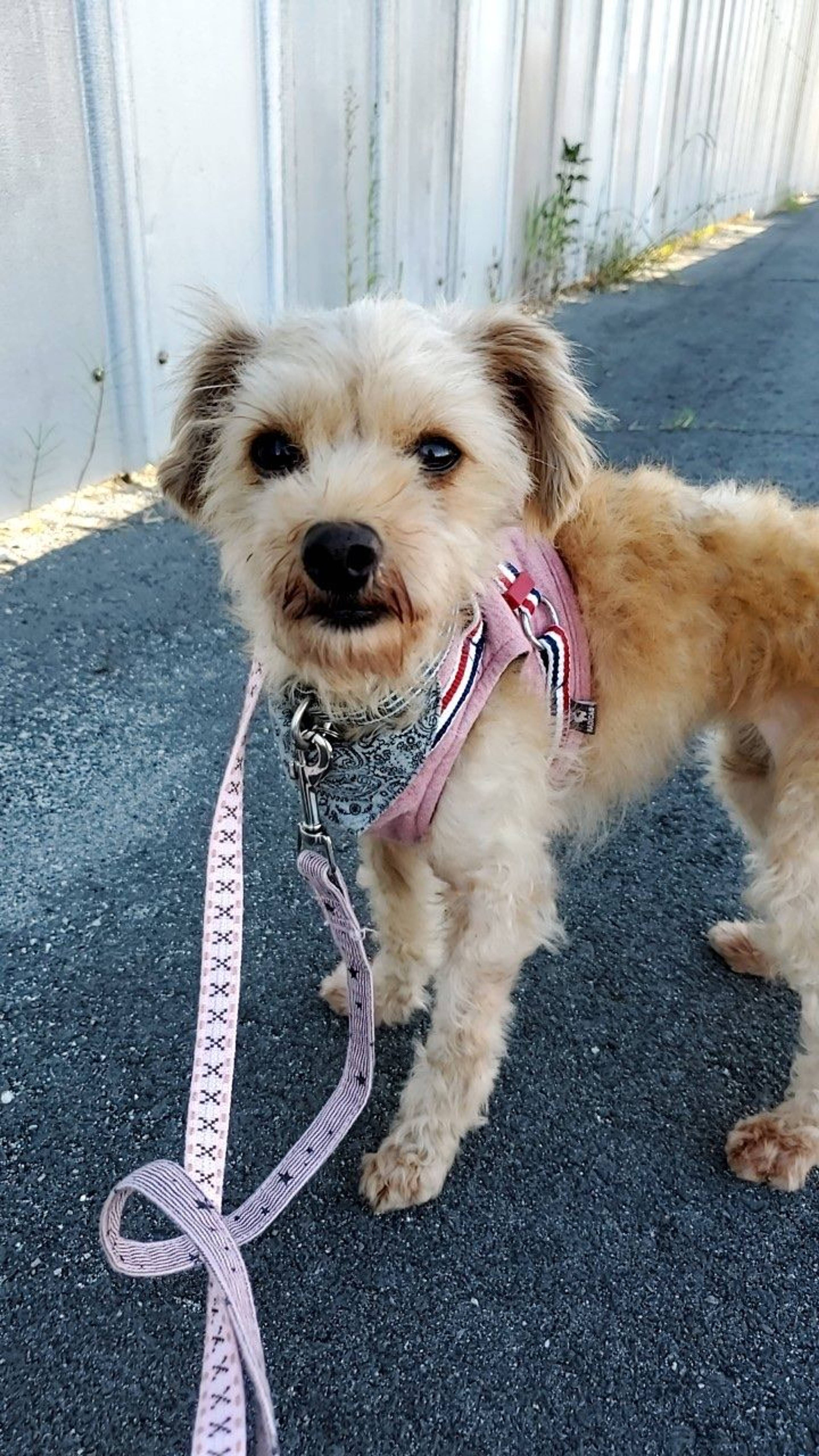 雑種（ミックス犬）・メスの里親募集の写真