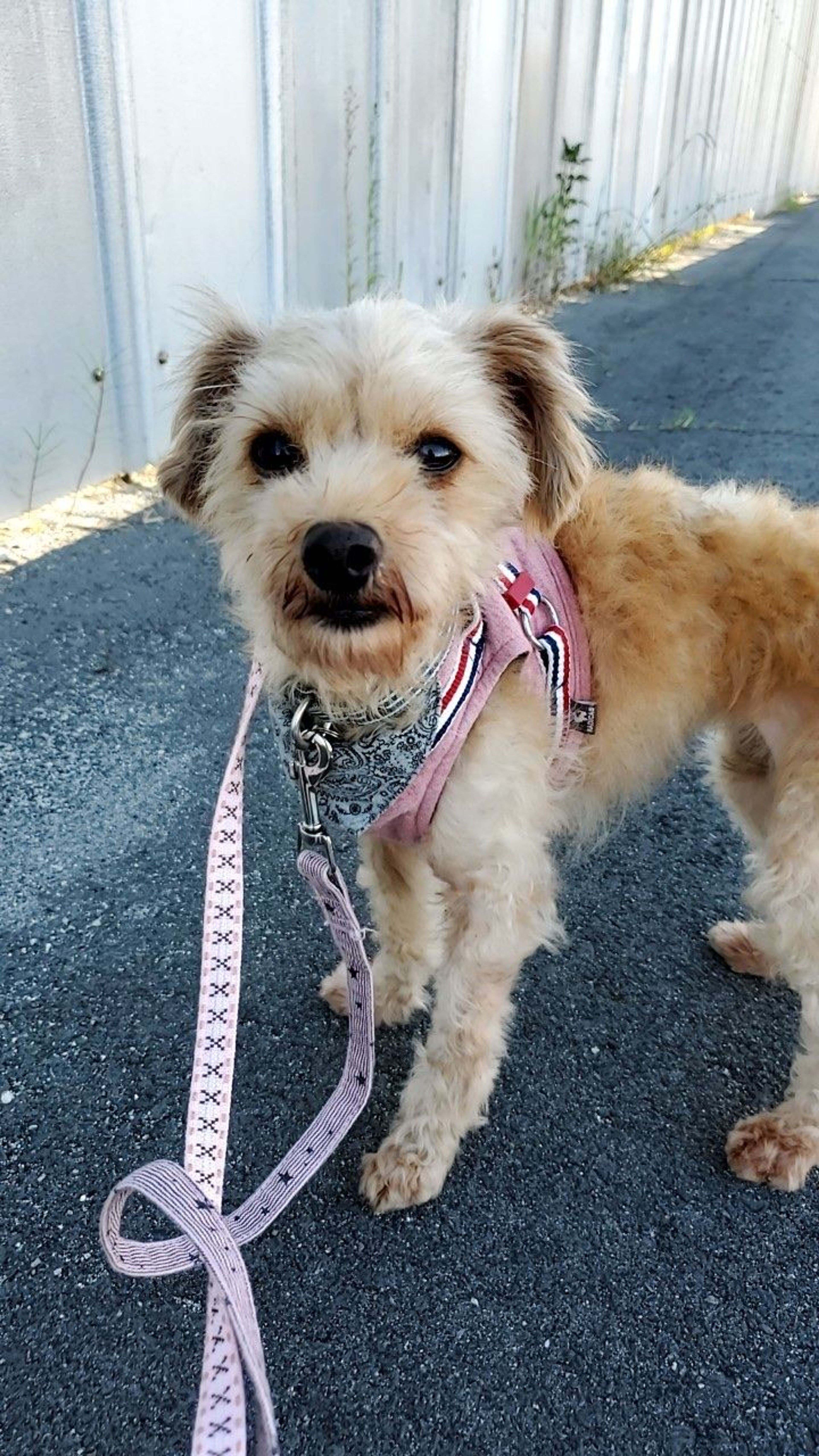 雑種（ミックス犬）・メスの里親募集の写真