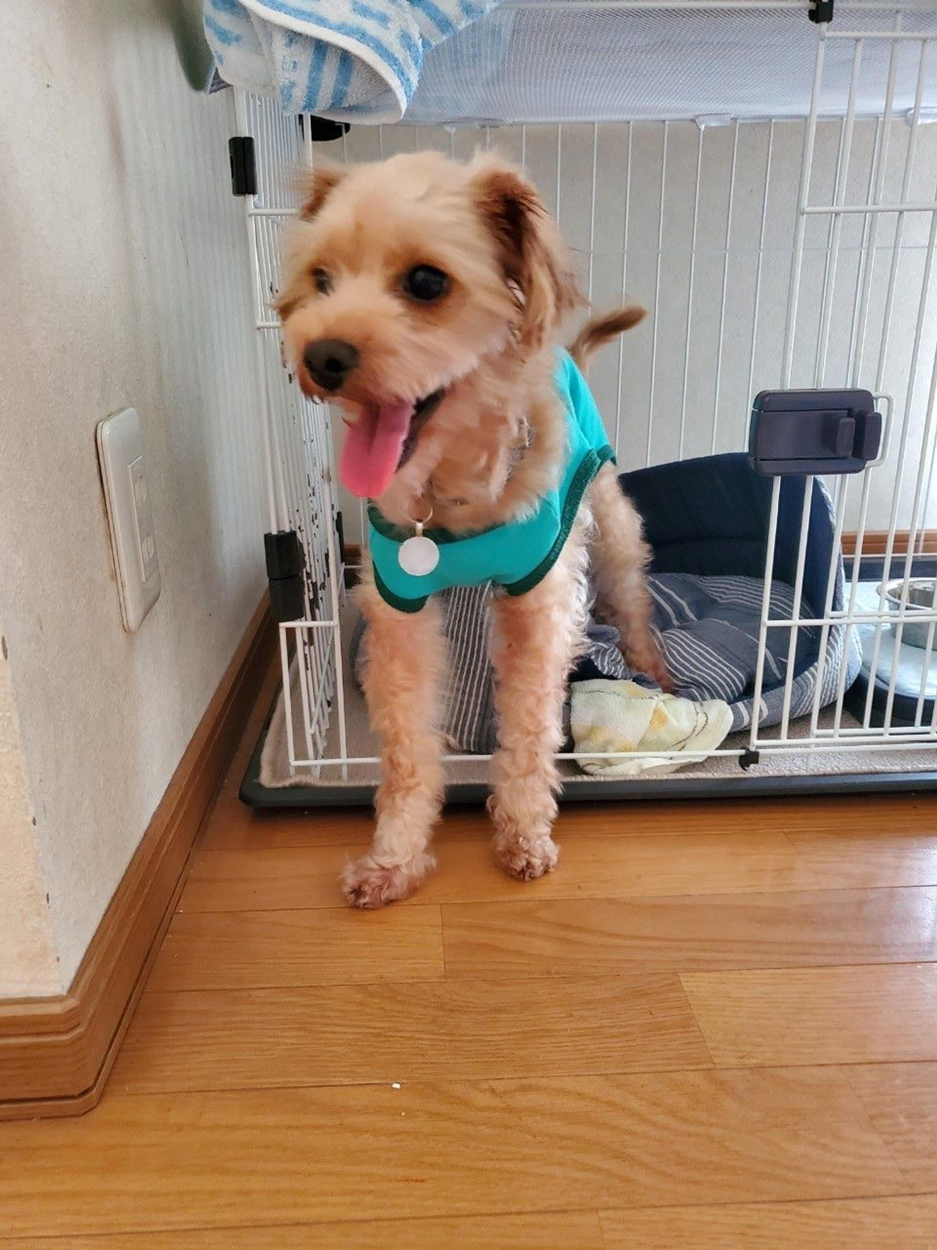 pet-image-2