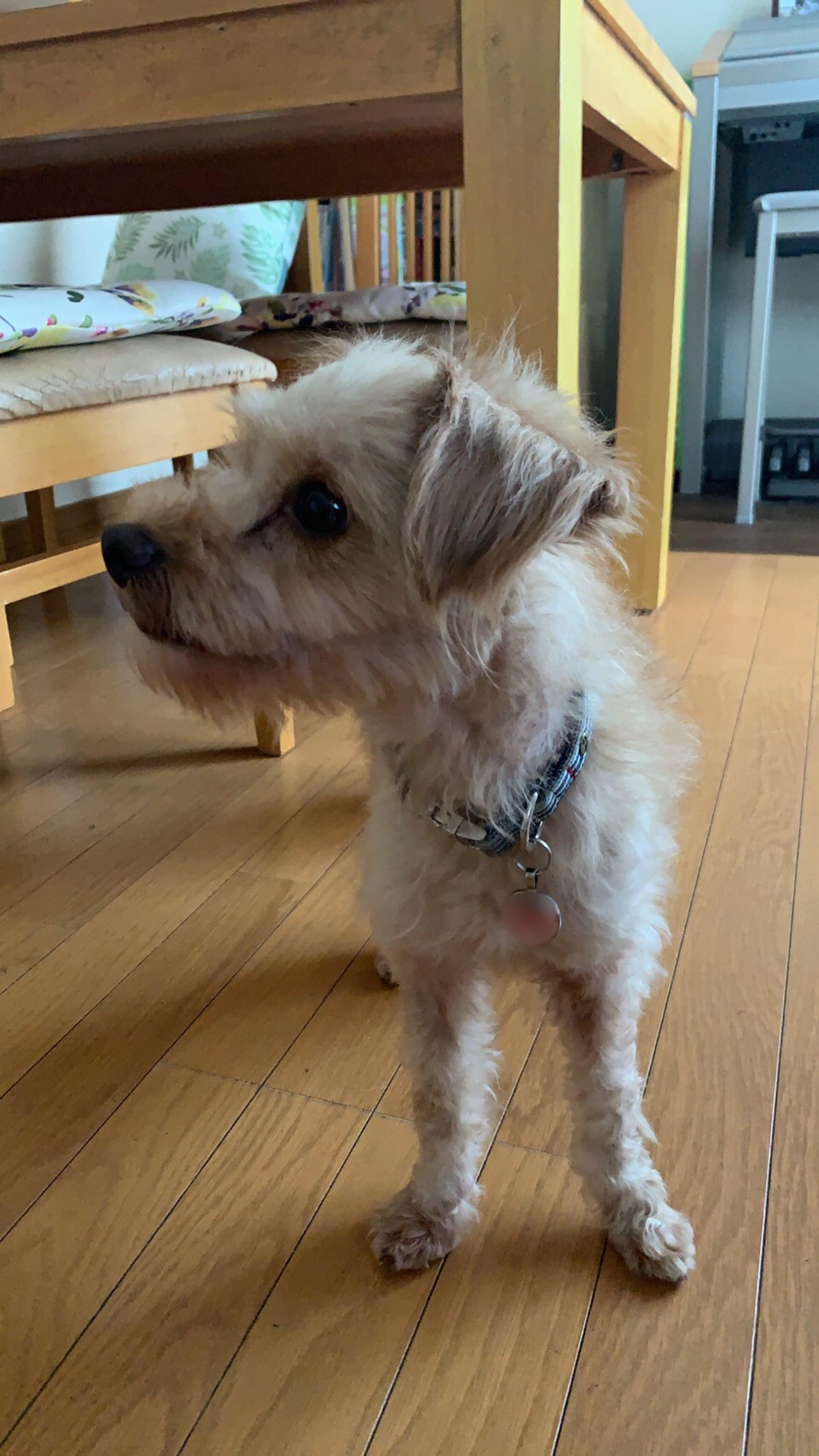 pet-image-3