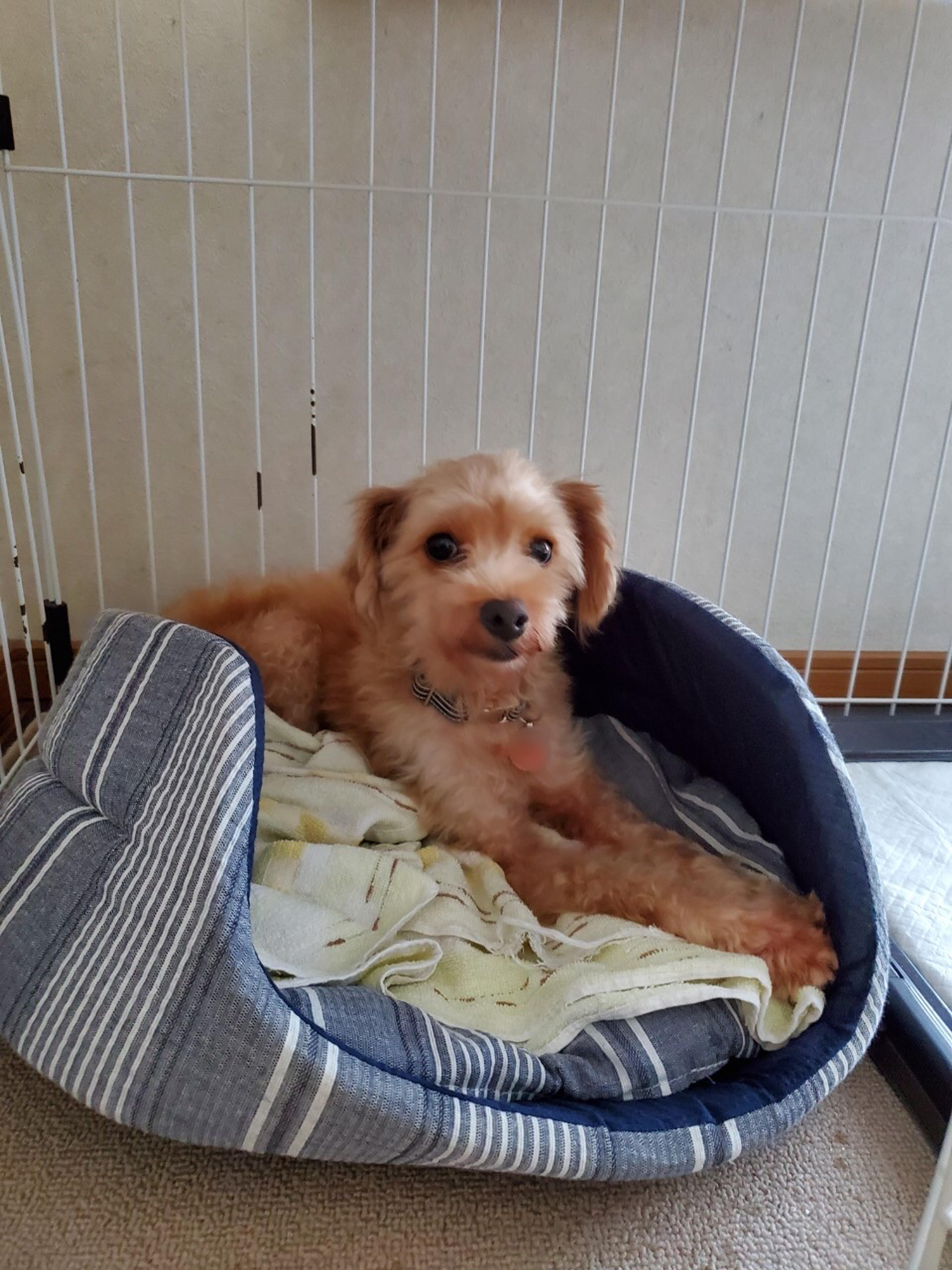pet-image-4
