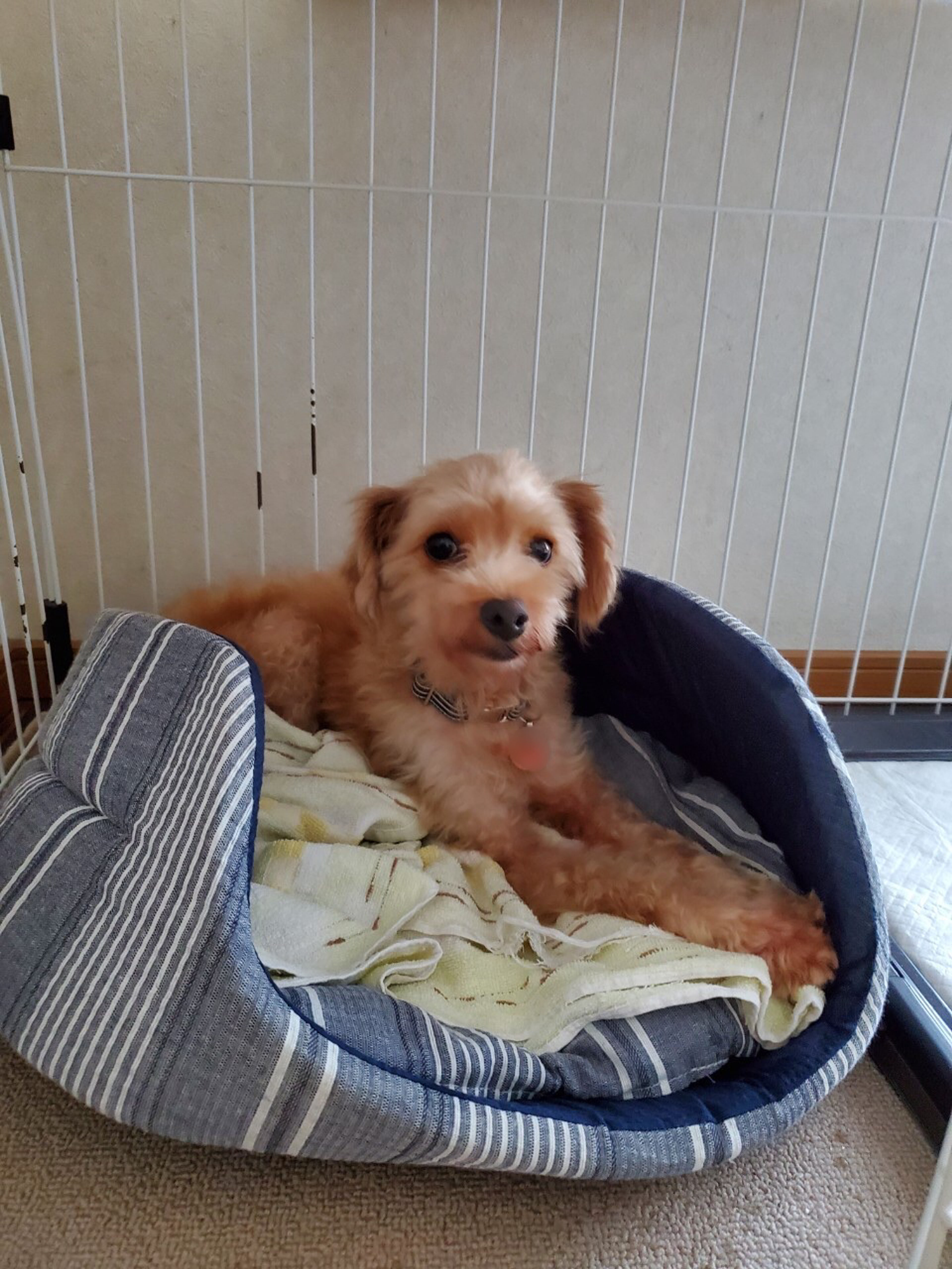 pet-image-4