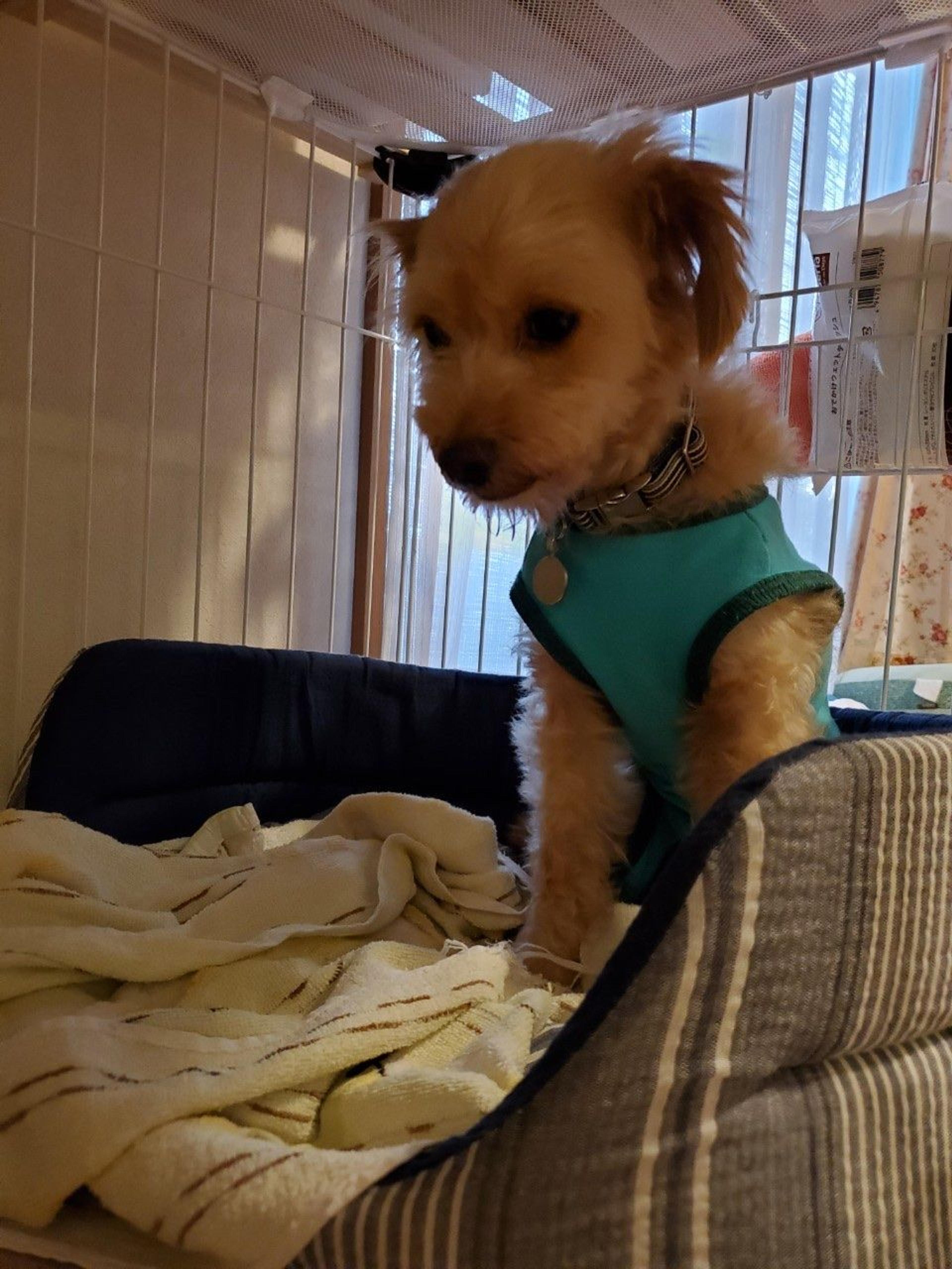 pet-image-6