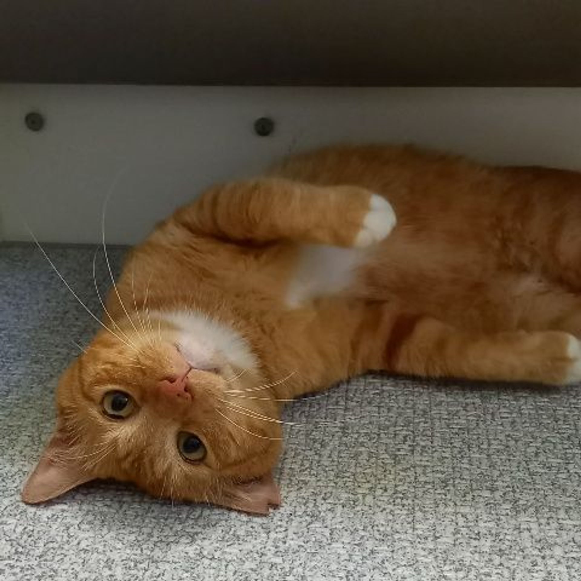 雑種（ミックス猫）・オスの里親募集の写真