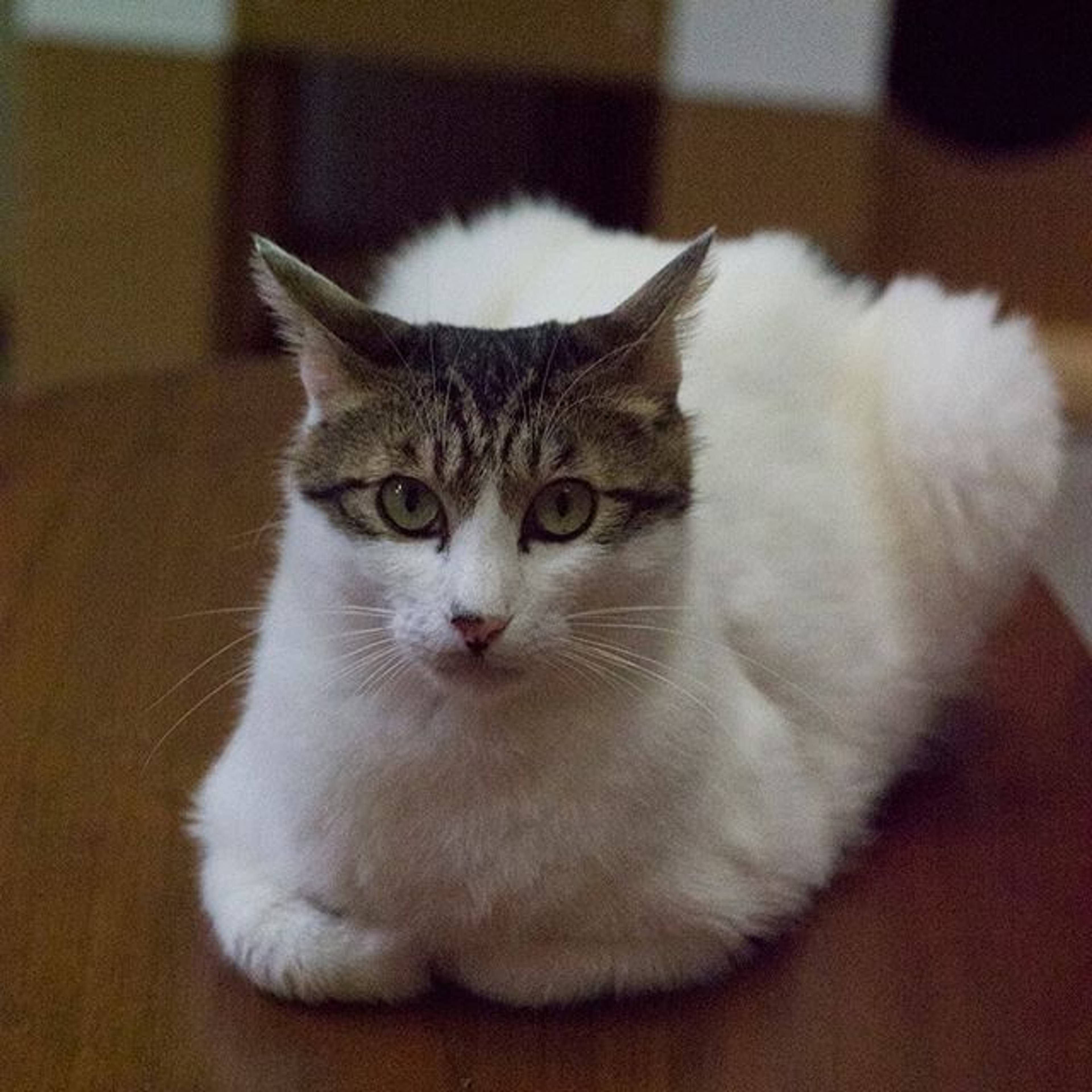 雑種（ミックス猫）・オスの里親募集の写真