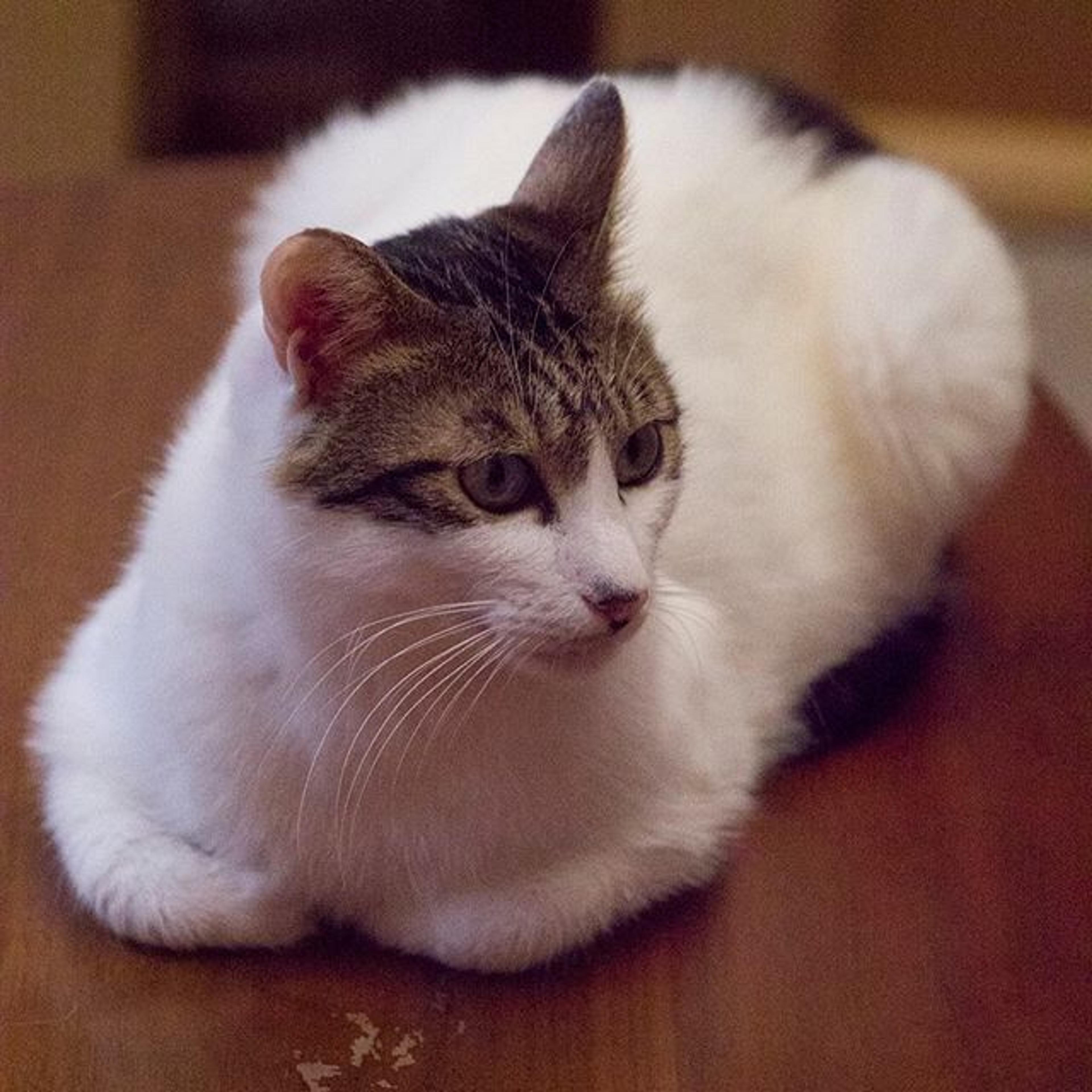 pet-image-2