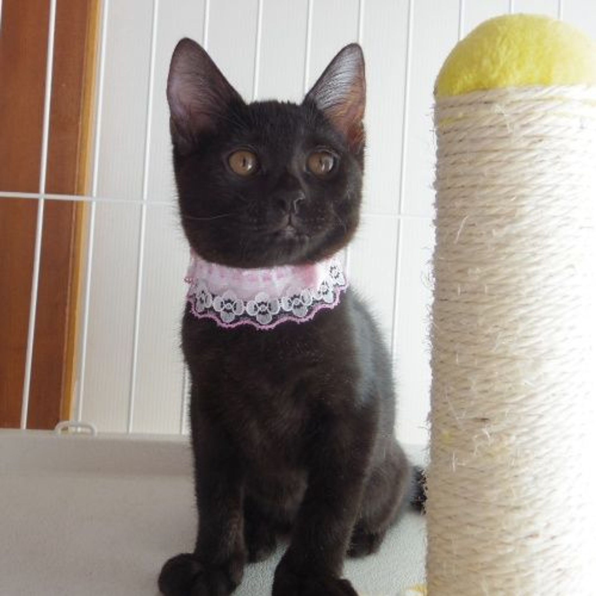 雑種（ミックス猫）・メスの里親募集の写真