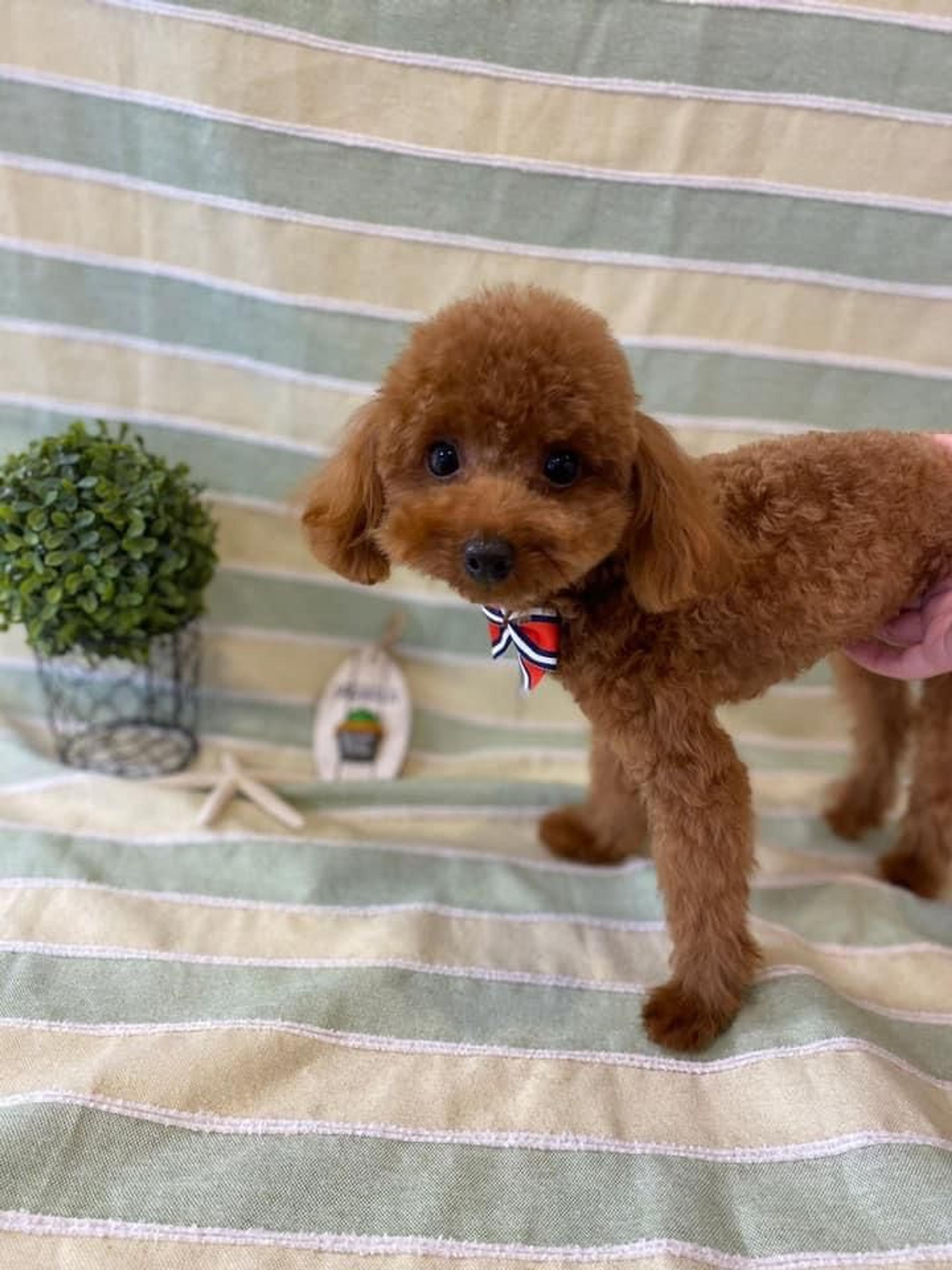 pet-image-2