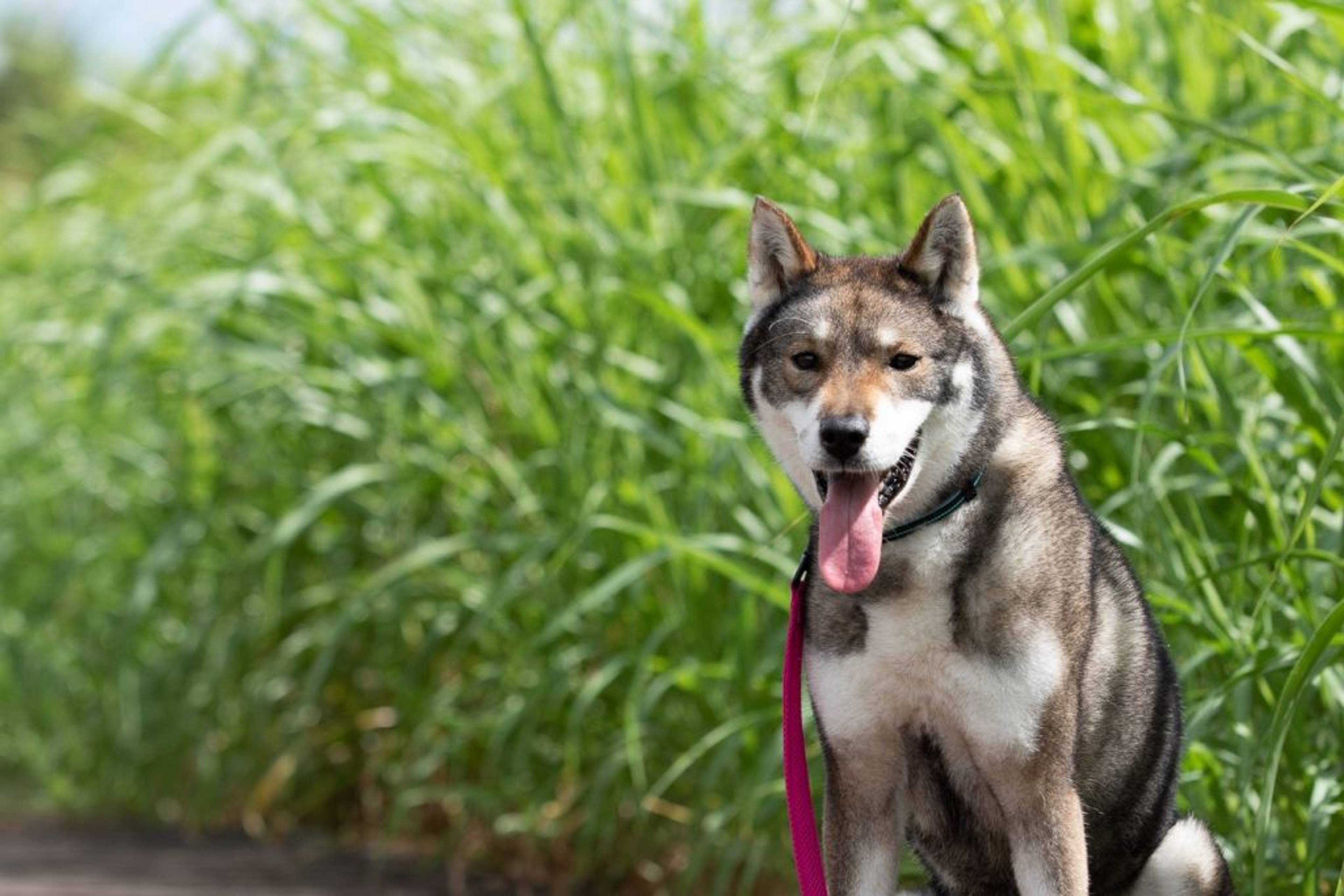 雑種（ミックス犬）・メスの里親募集の写真