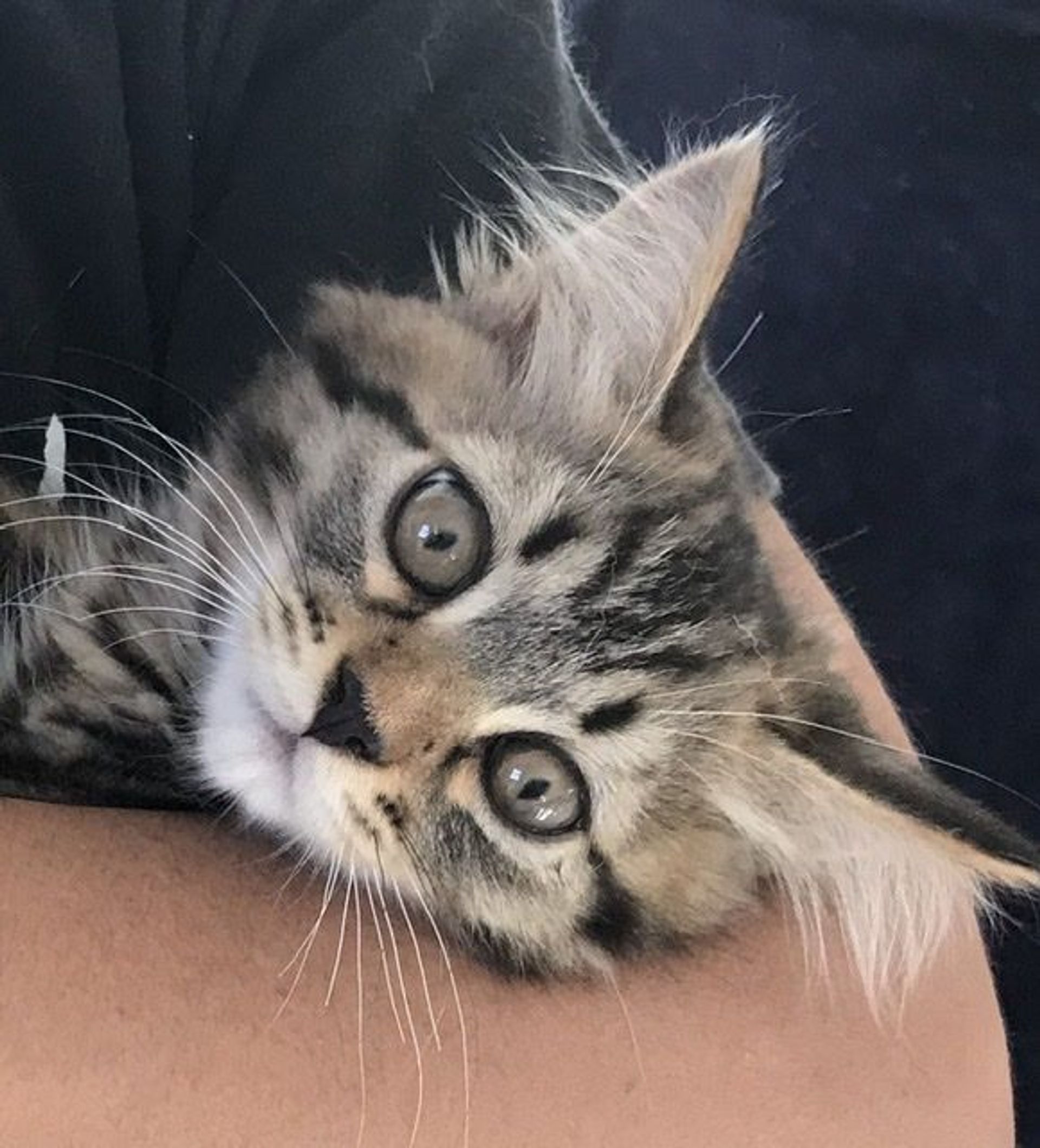 雑種（ミックス猫）・オスの里親募集の写真