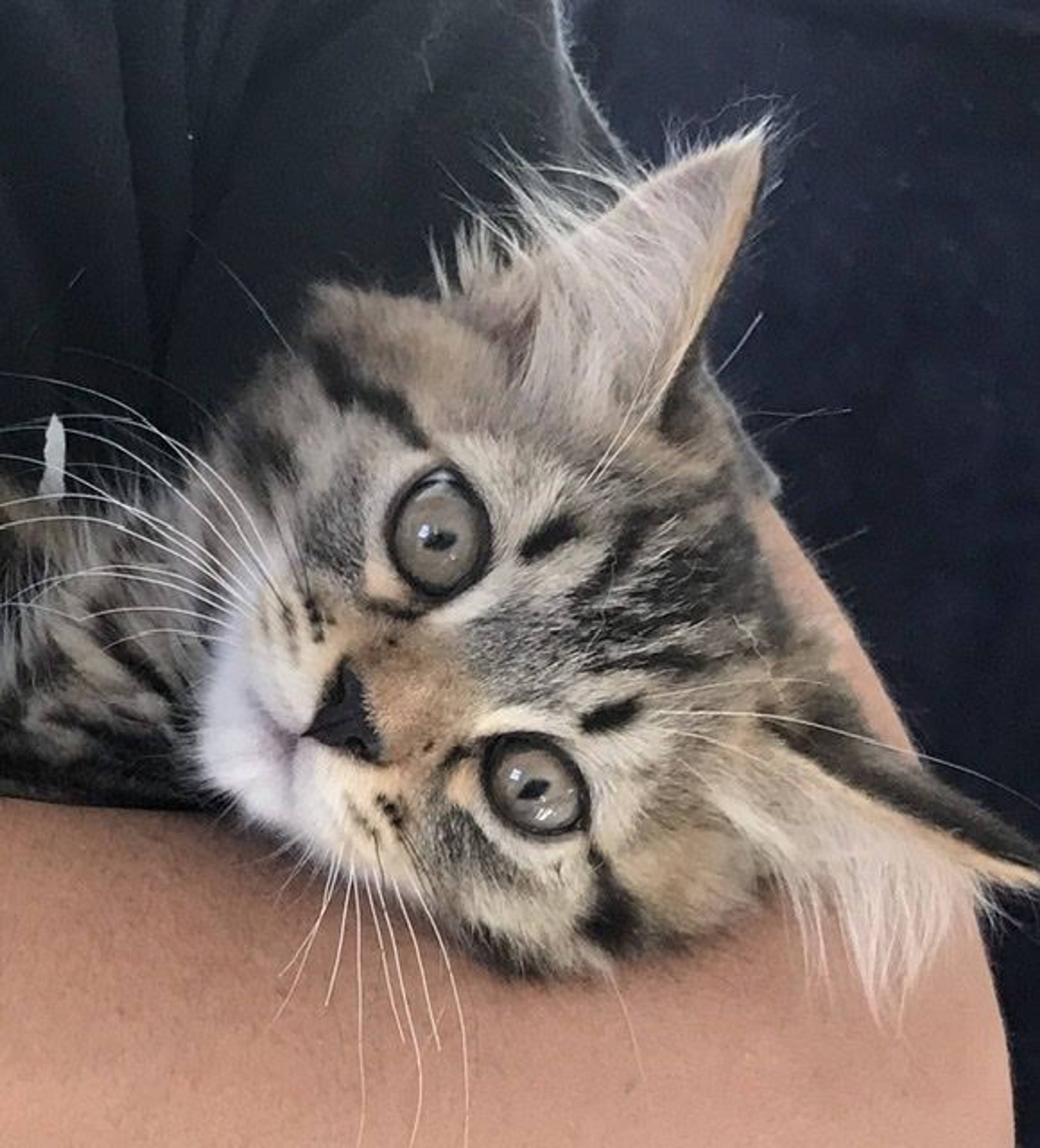 雑種（ミックス猫）・オスの里親募集の写真