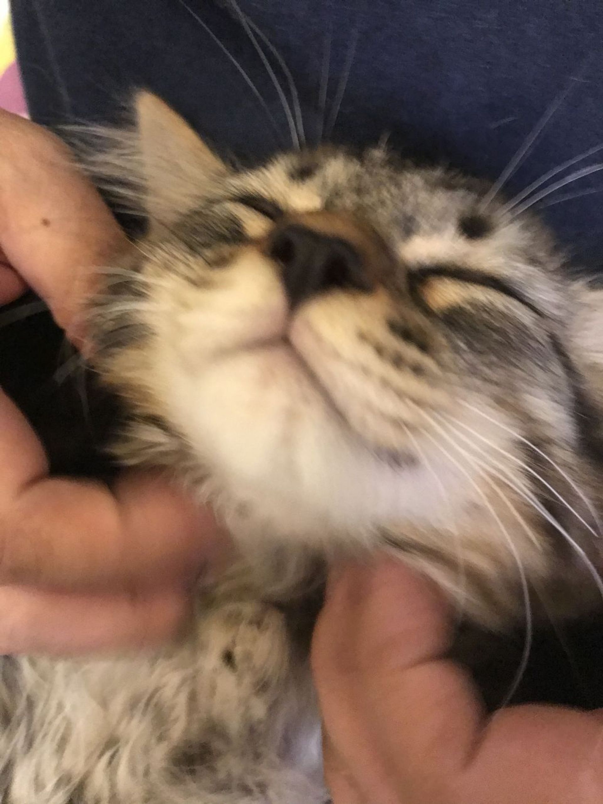 雑種（ミックス猫）・オスの里親募集の写真