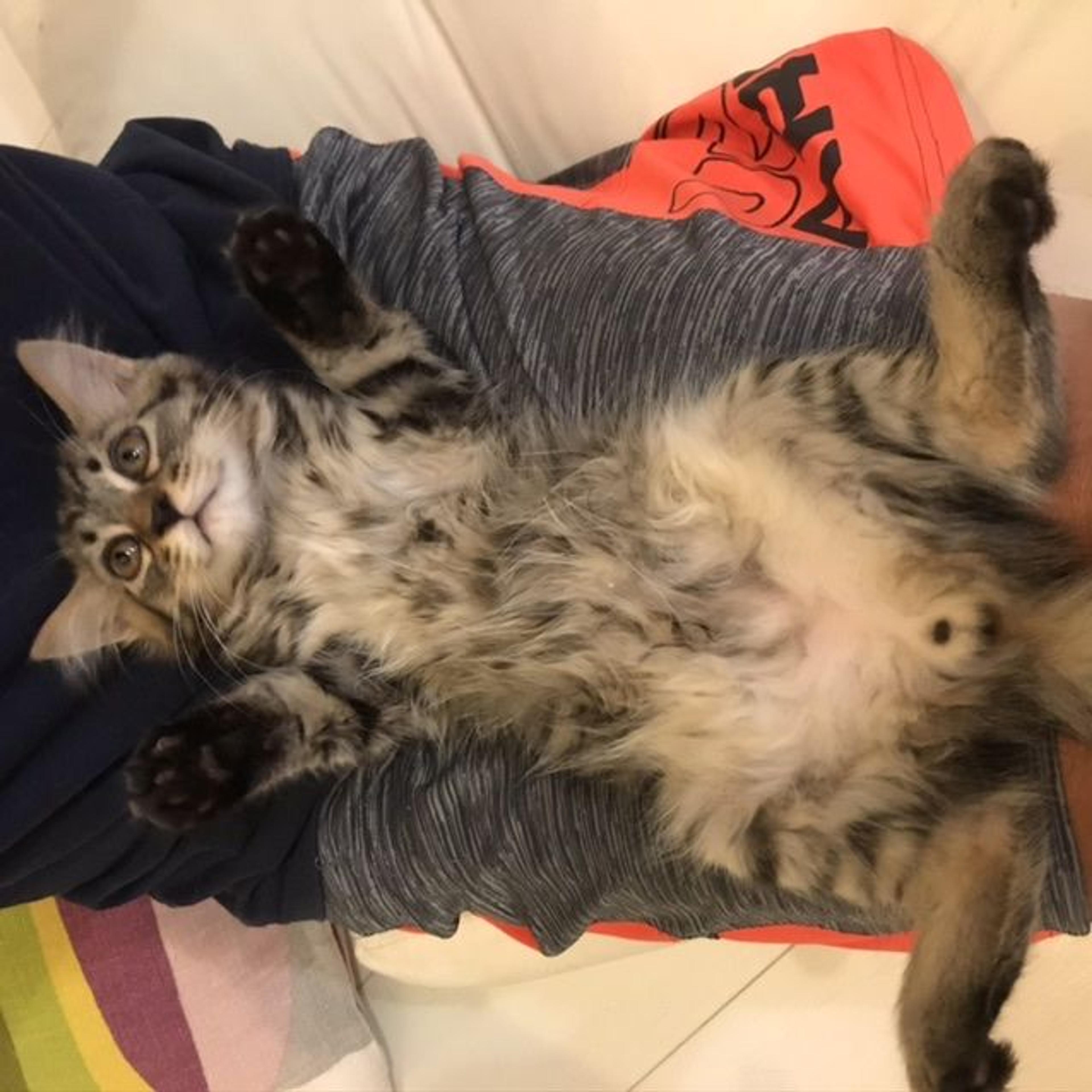 pet-image-3