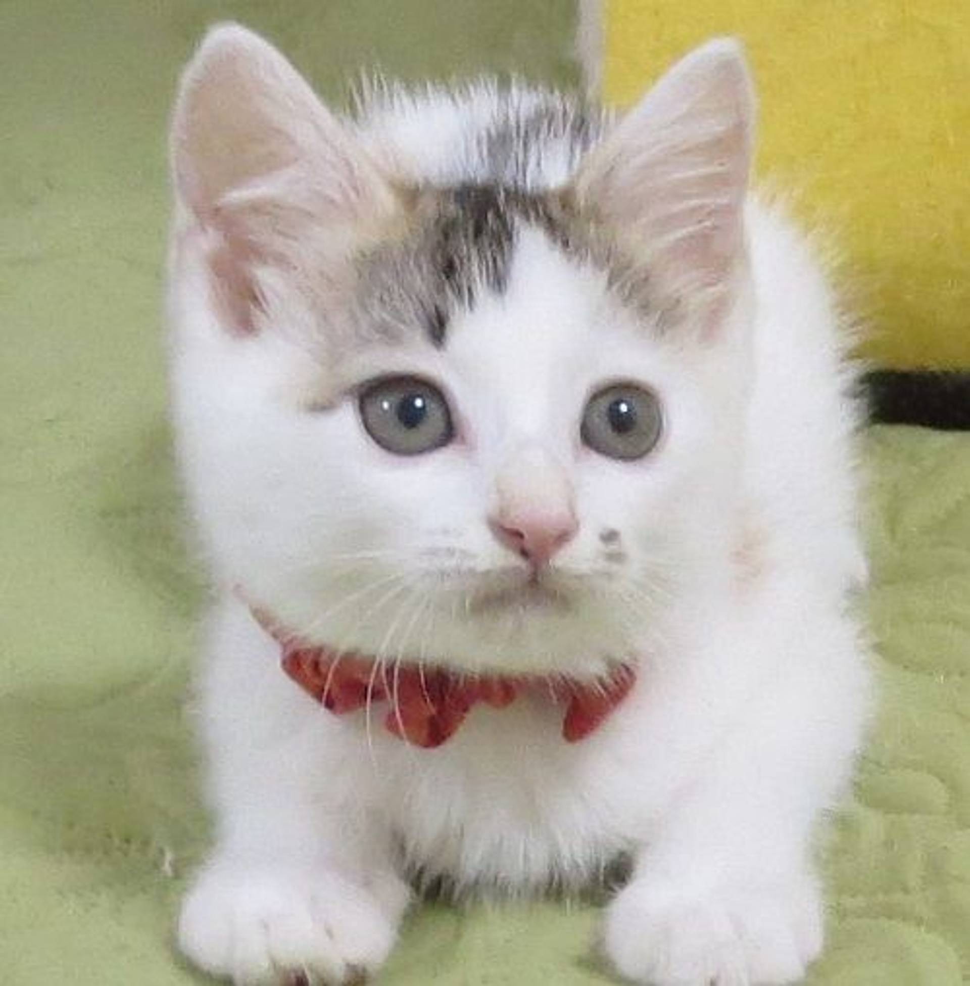 雑種（ミックス猫）・メスの里親募集の写真