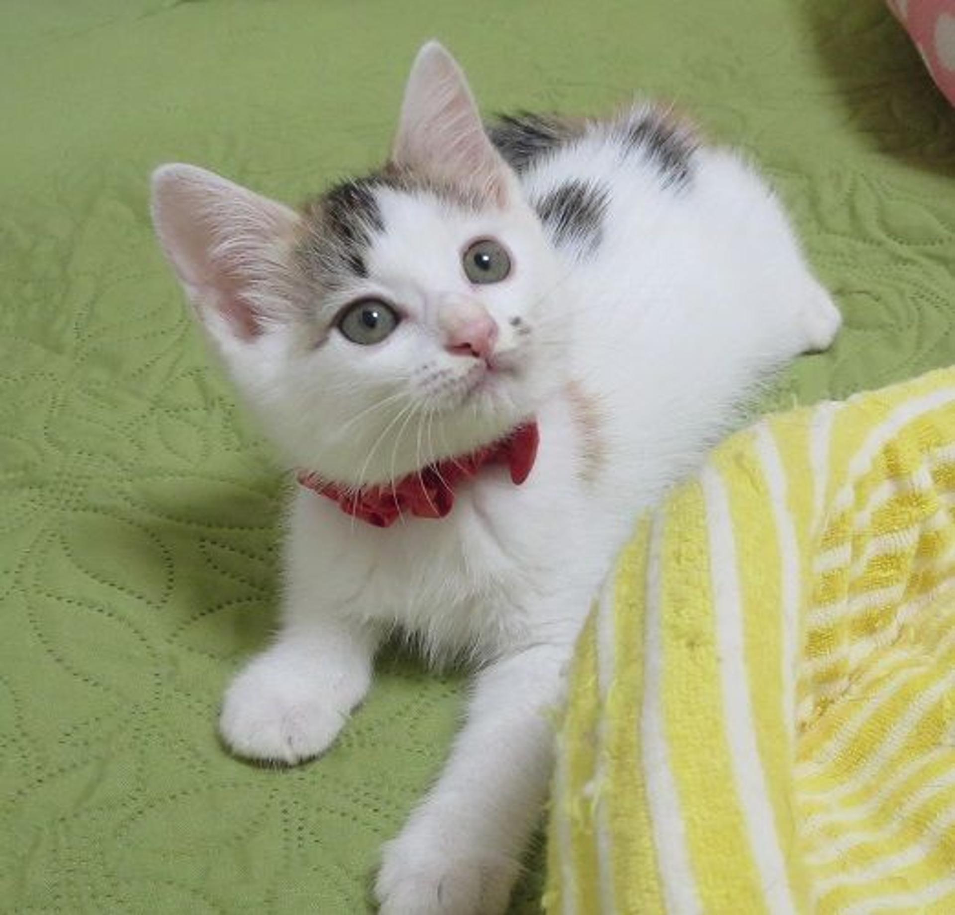 pet-image-2