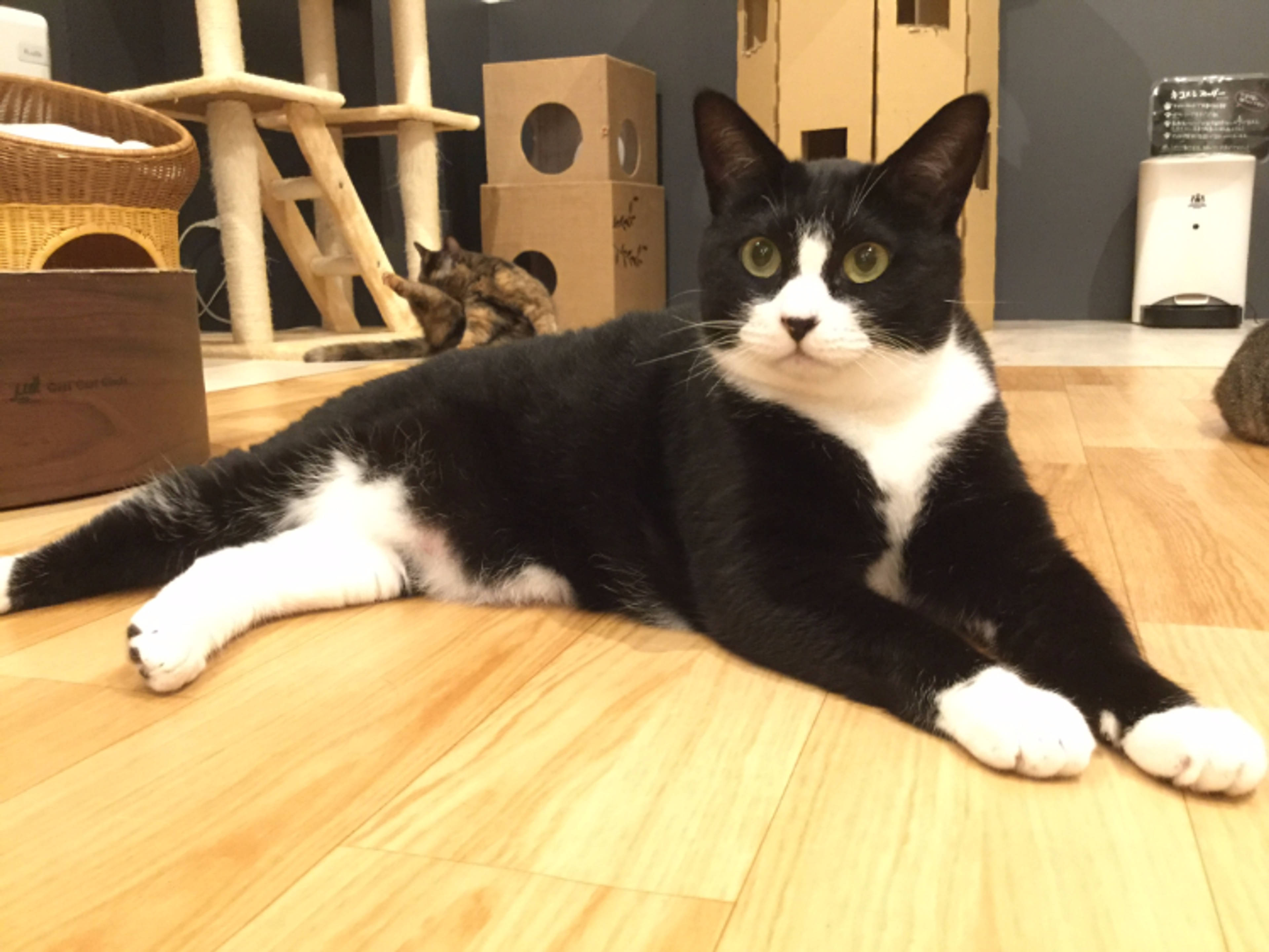 雑種（ミックス猫）・メスの里親募集の写真
