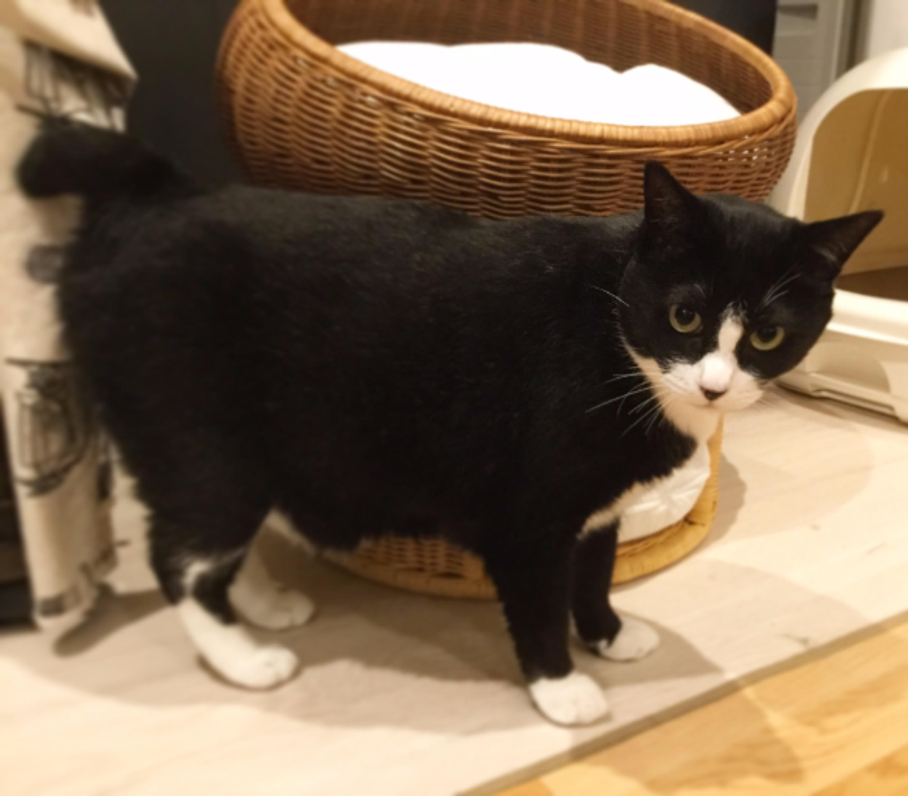 pet-image-2