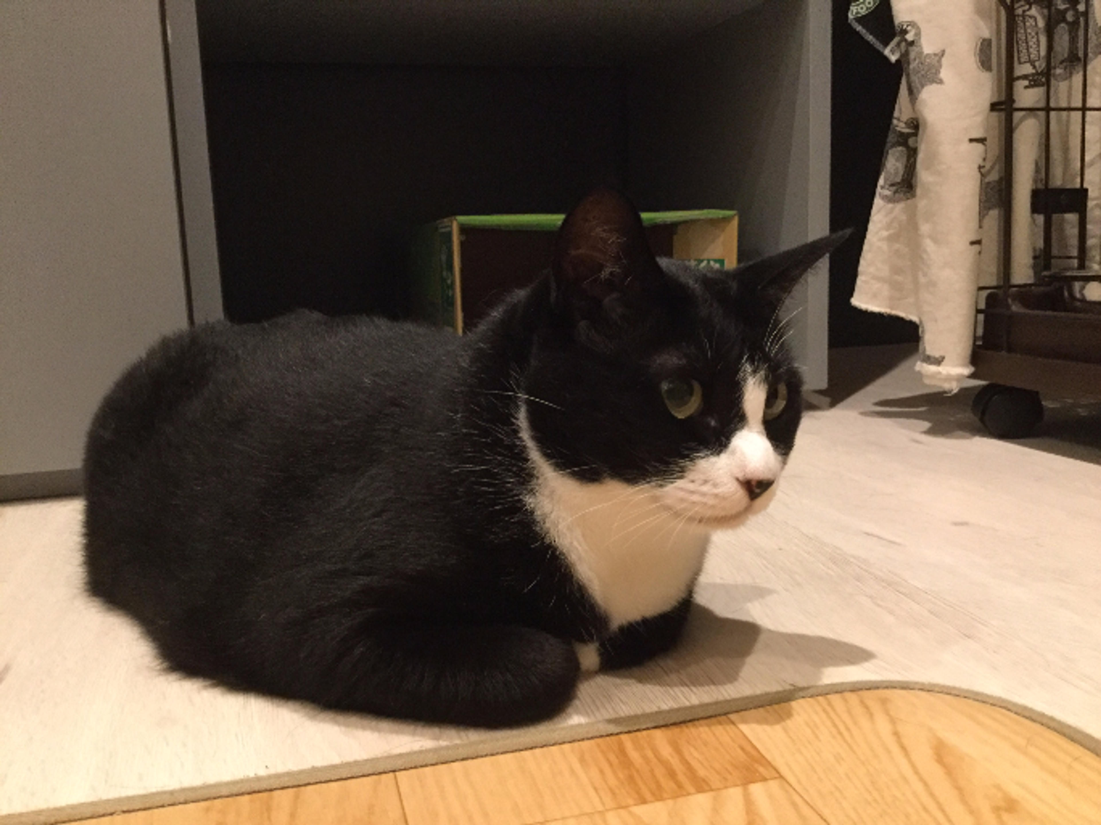 pet-image-3