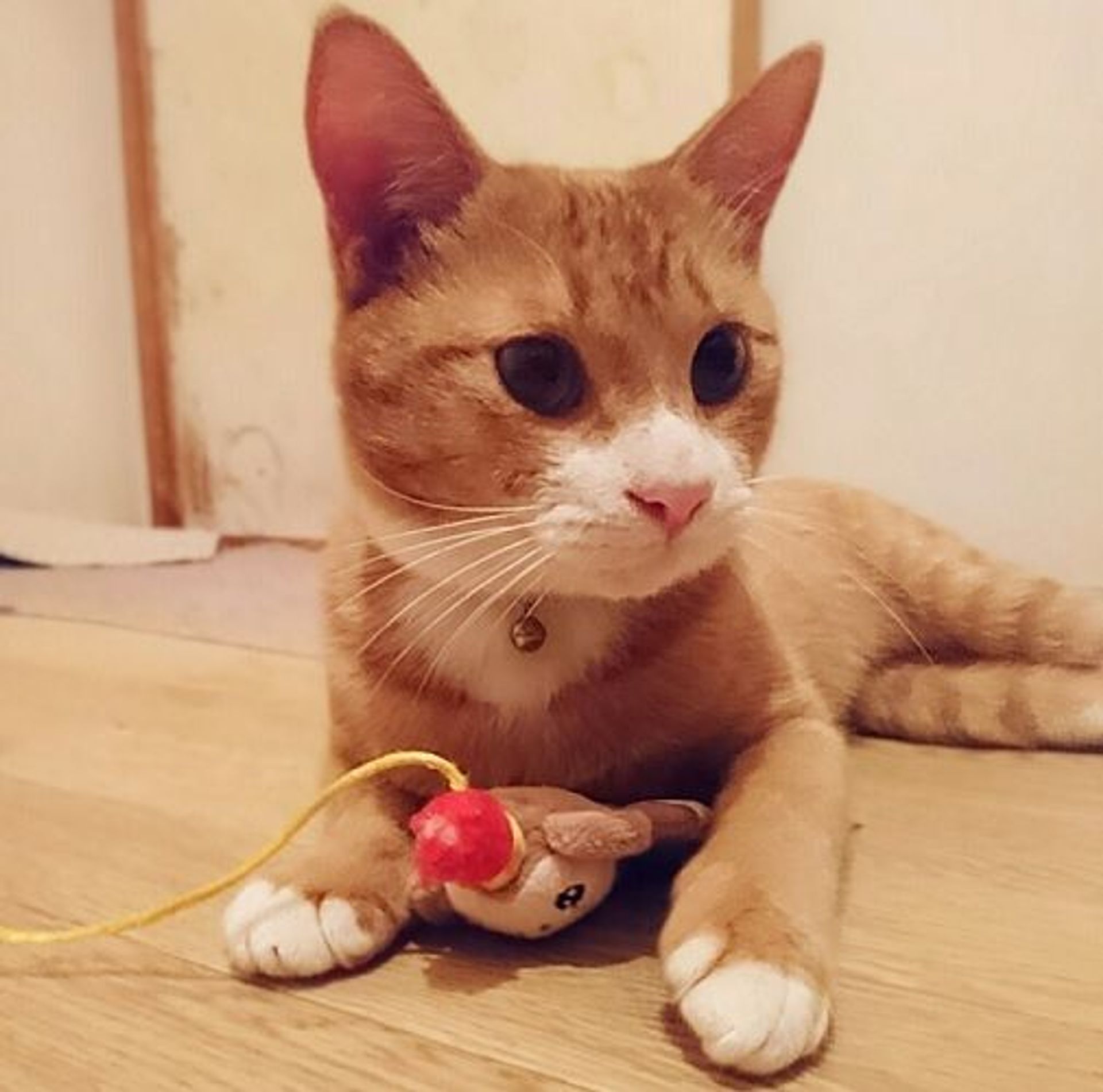 雑種（ミックス猫）・オスの里親募集の写真