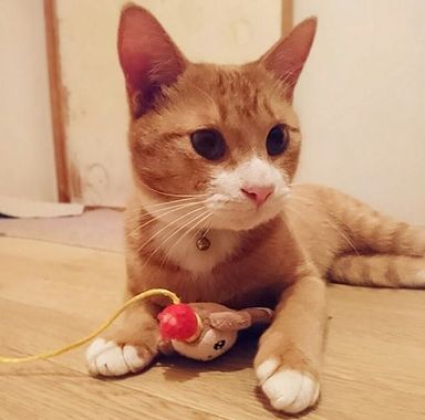 チャッシーくんの写真