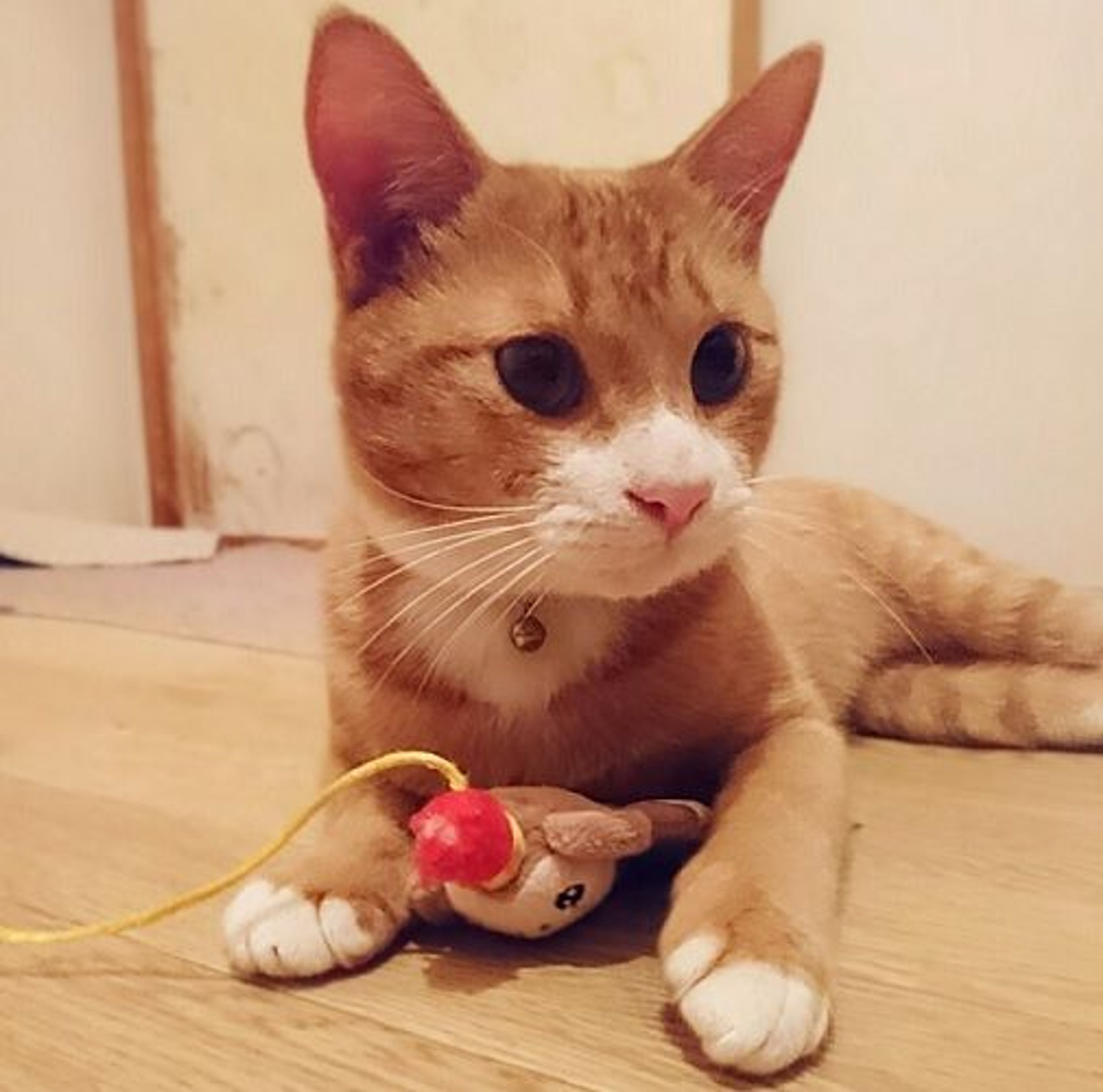 雑種（ミックス猫）・オスの里親募集の写真