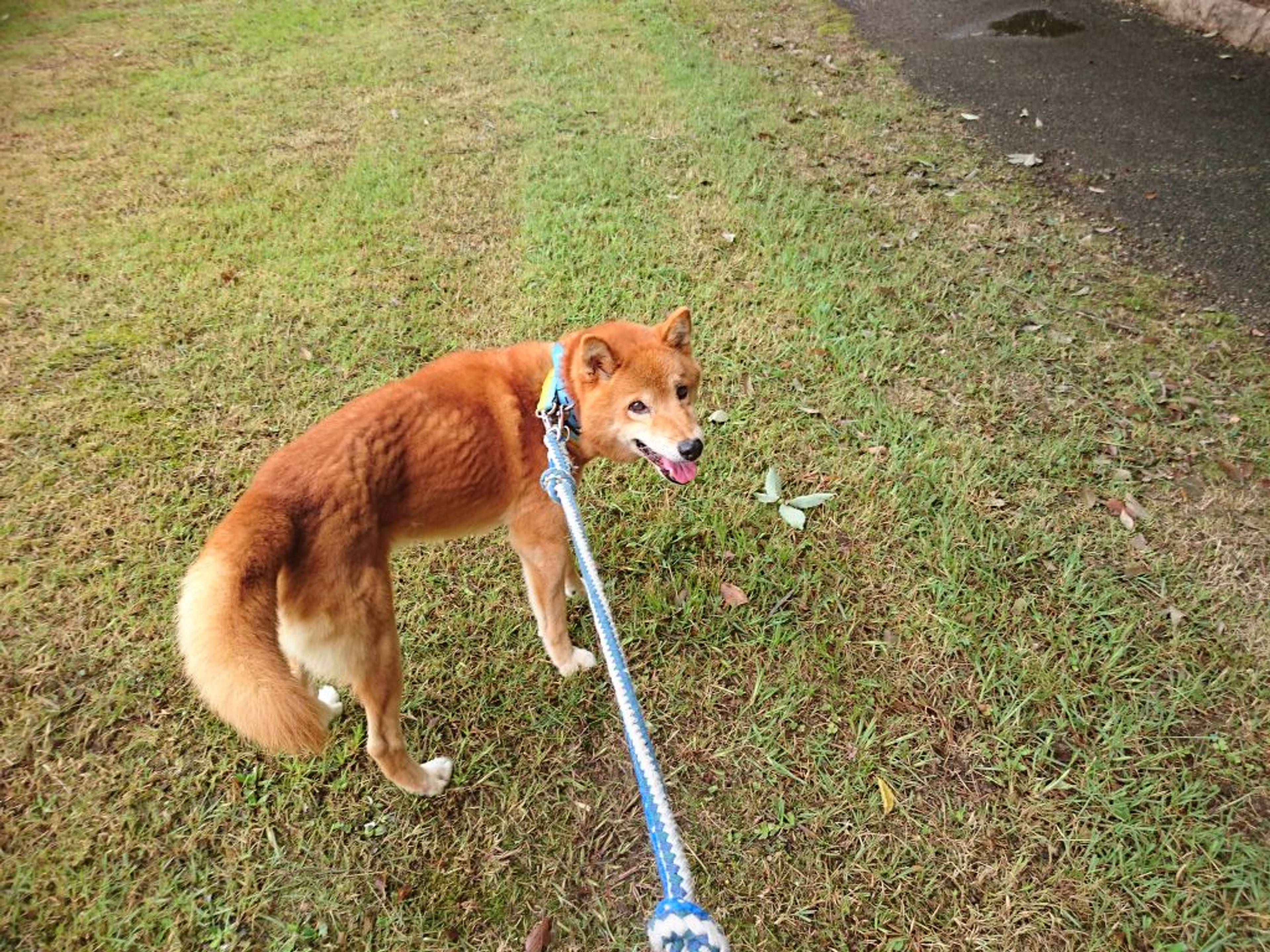 柴犬・オスの里親募集の写真