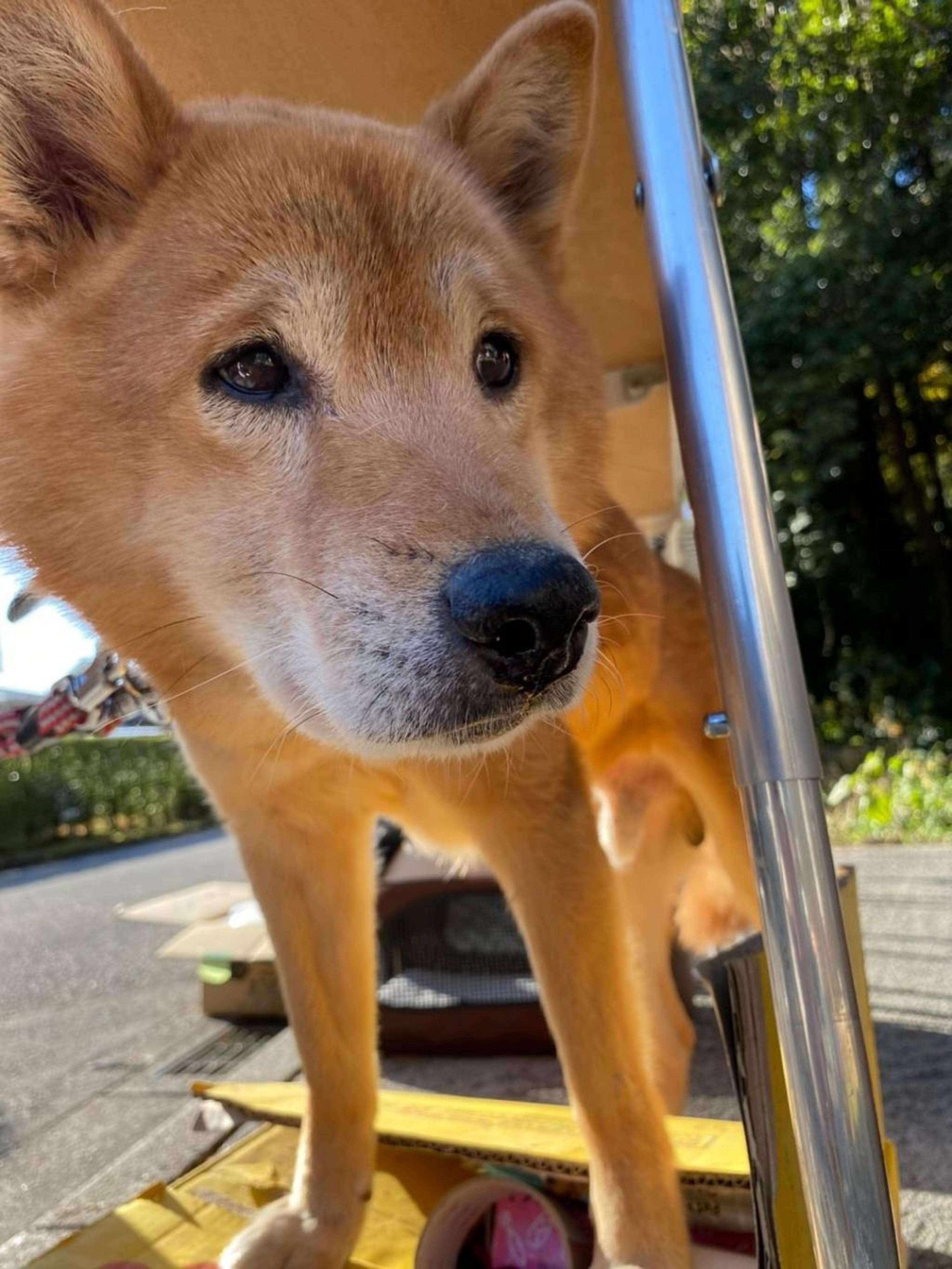 pet-image-2