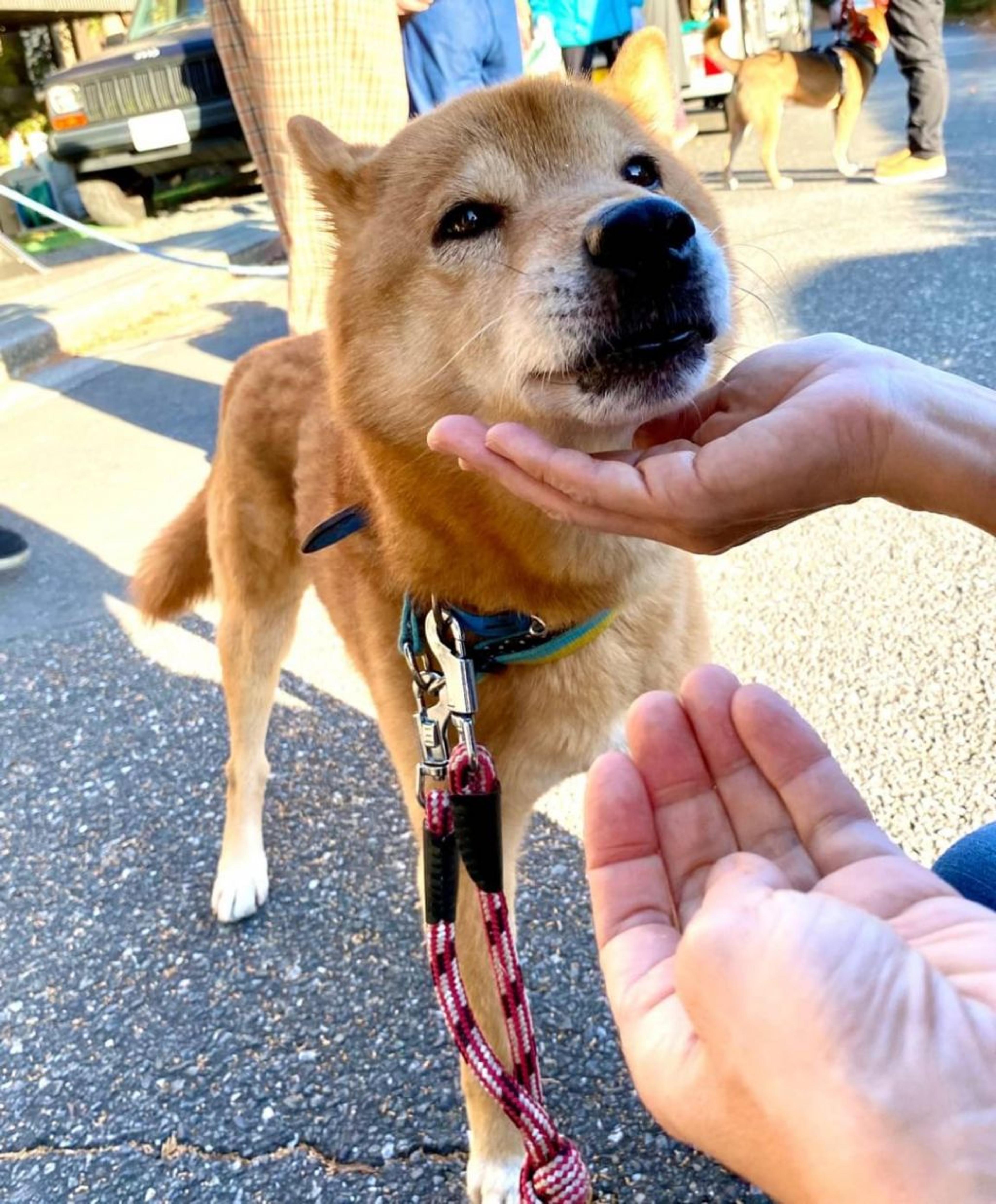 pet-image-3