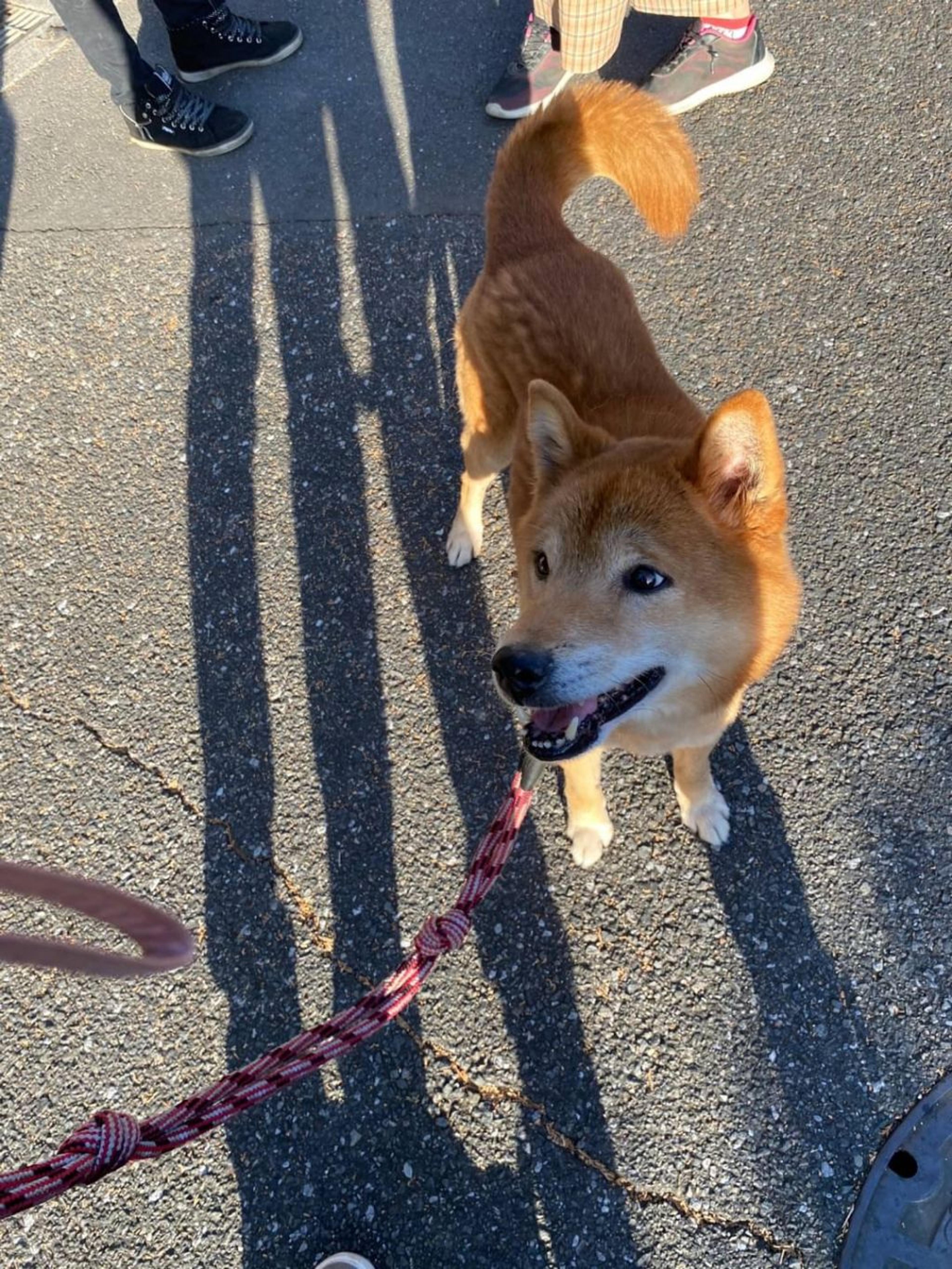 pet-image-4