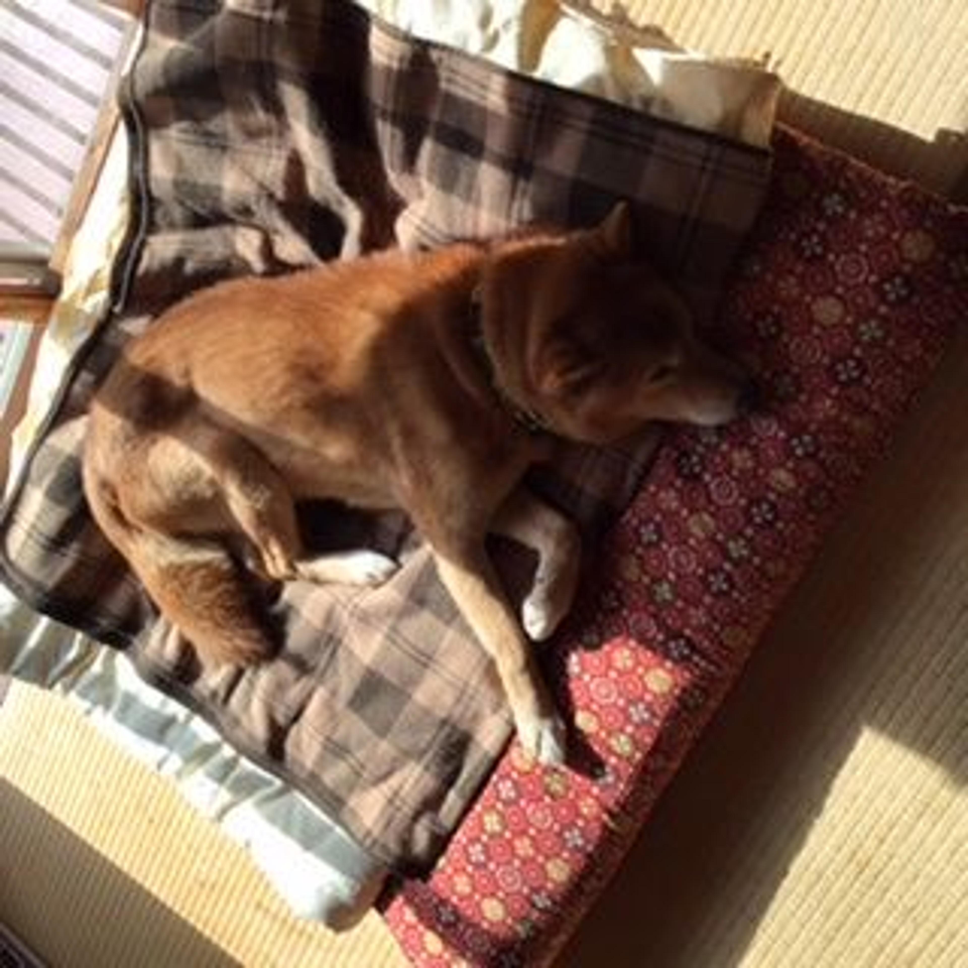 pet-image-5