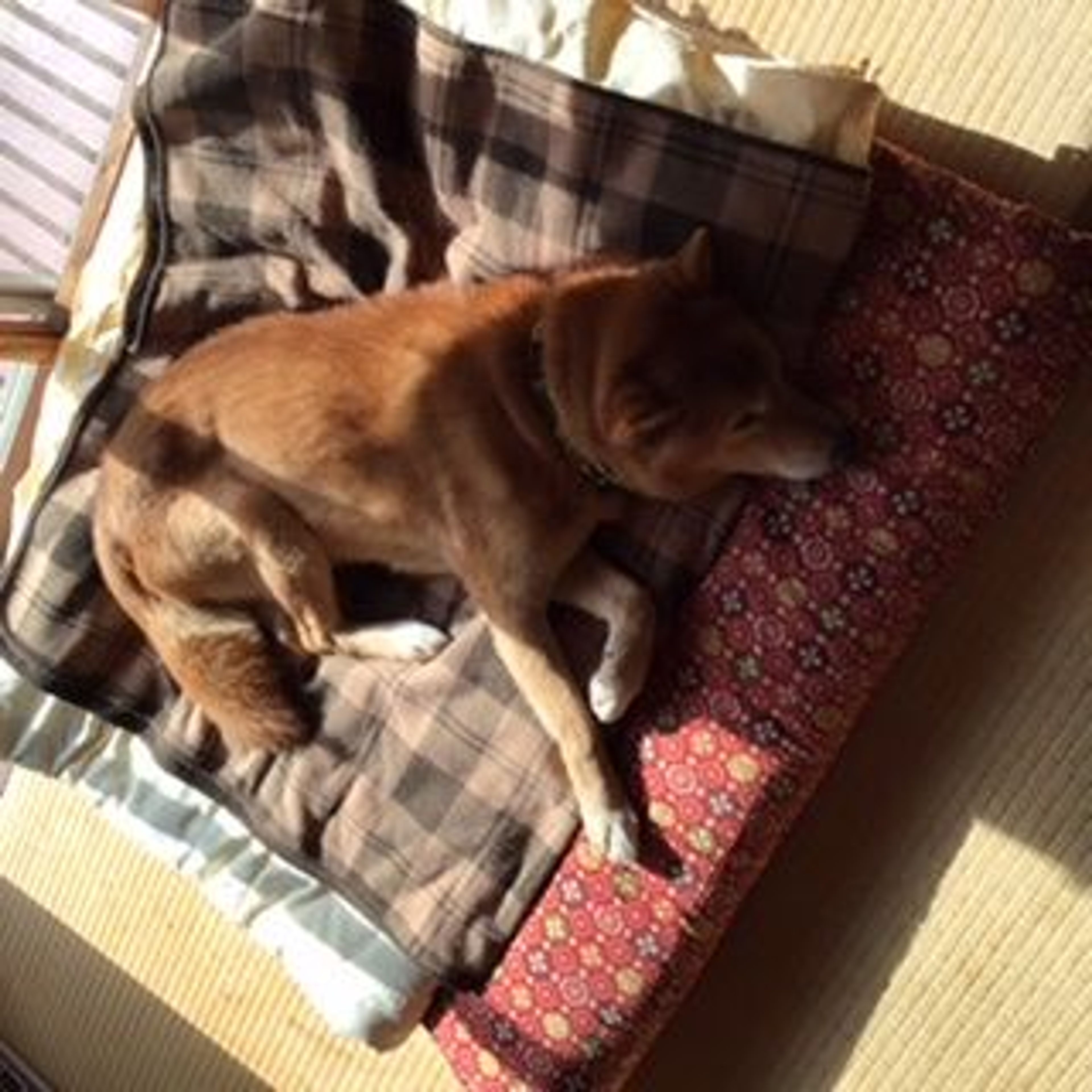 pet-image-5