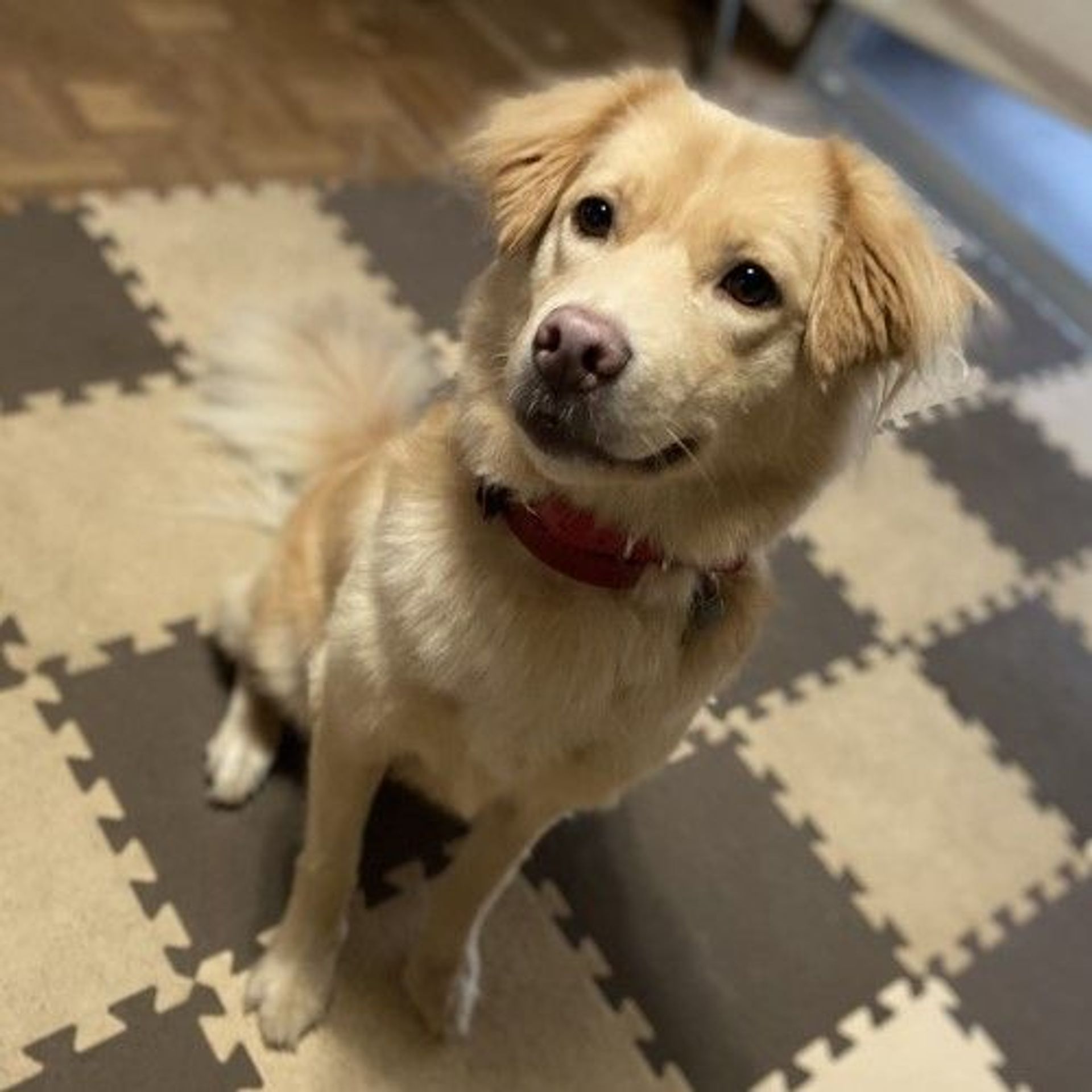 雑種（ミックス犬）・メスの里親募集の写真