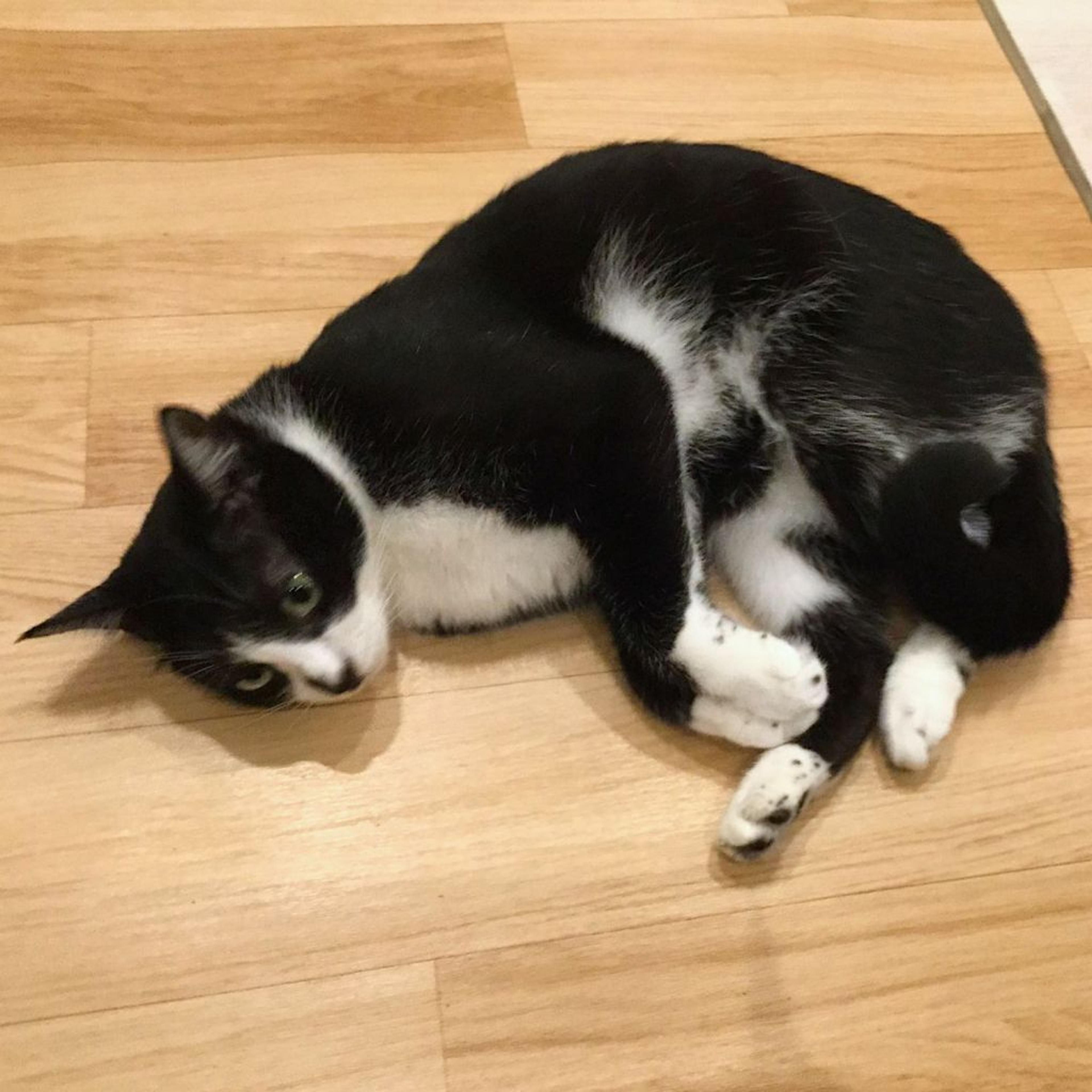 pet-image-2