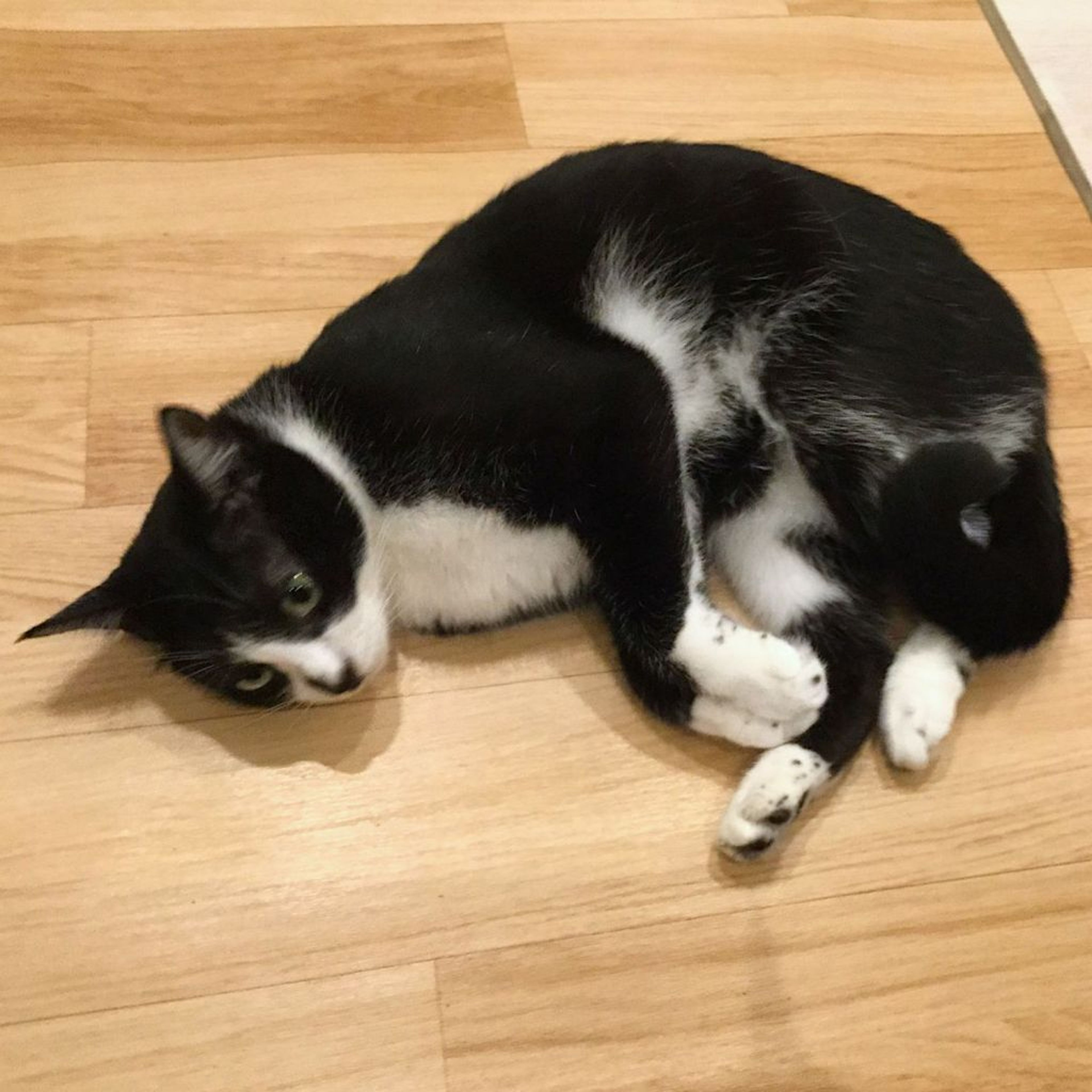 pet-image-2
