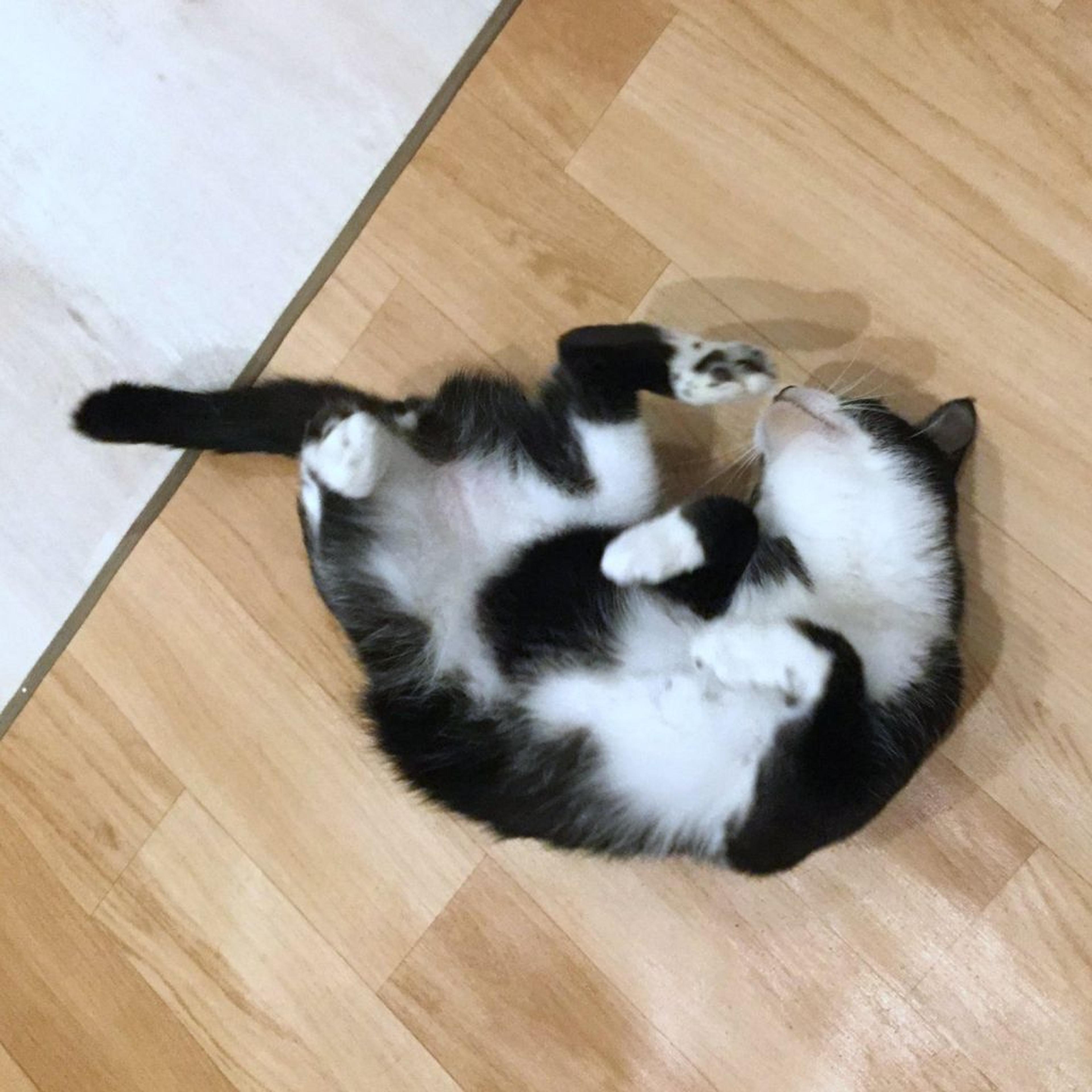 pet-image-3