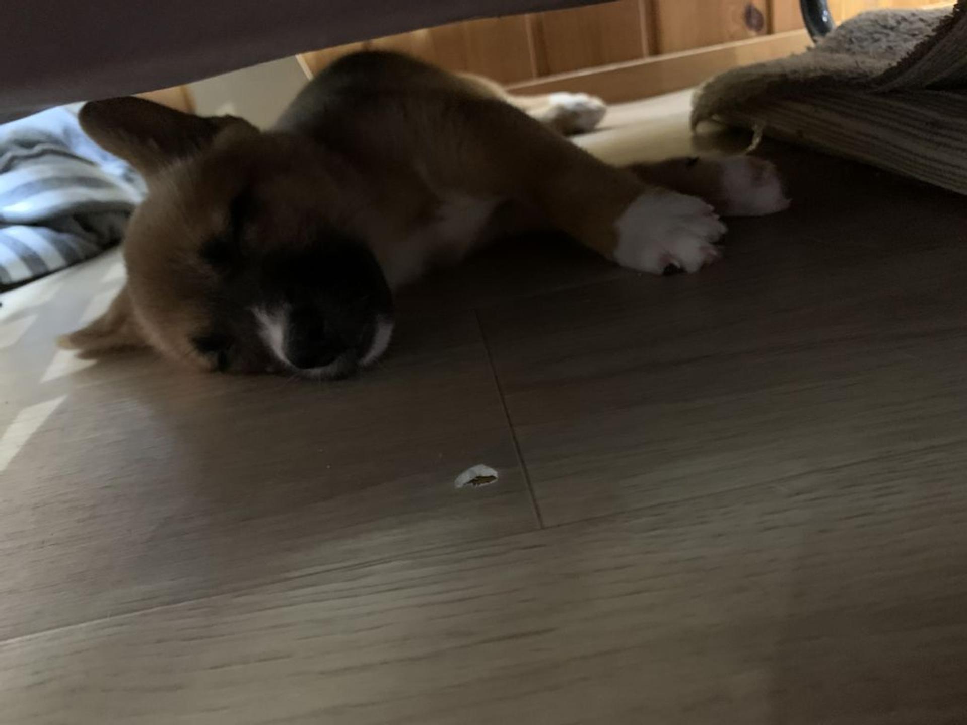 pet-image-2