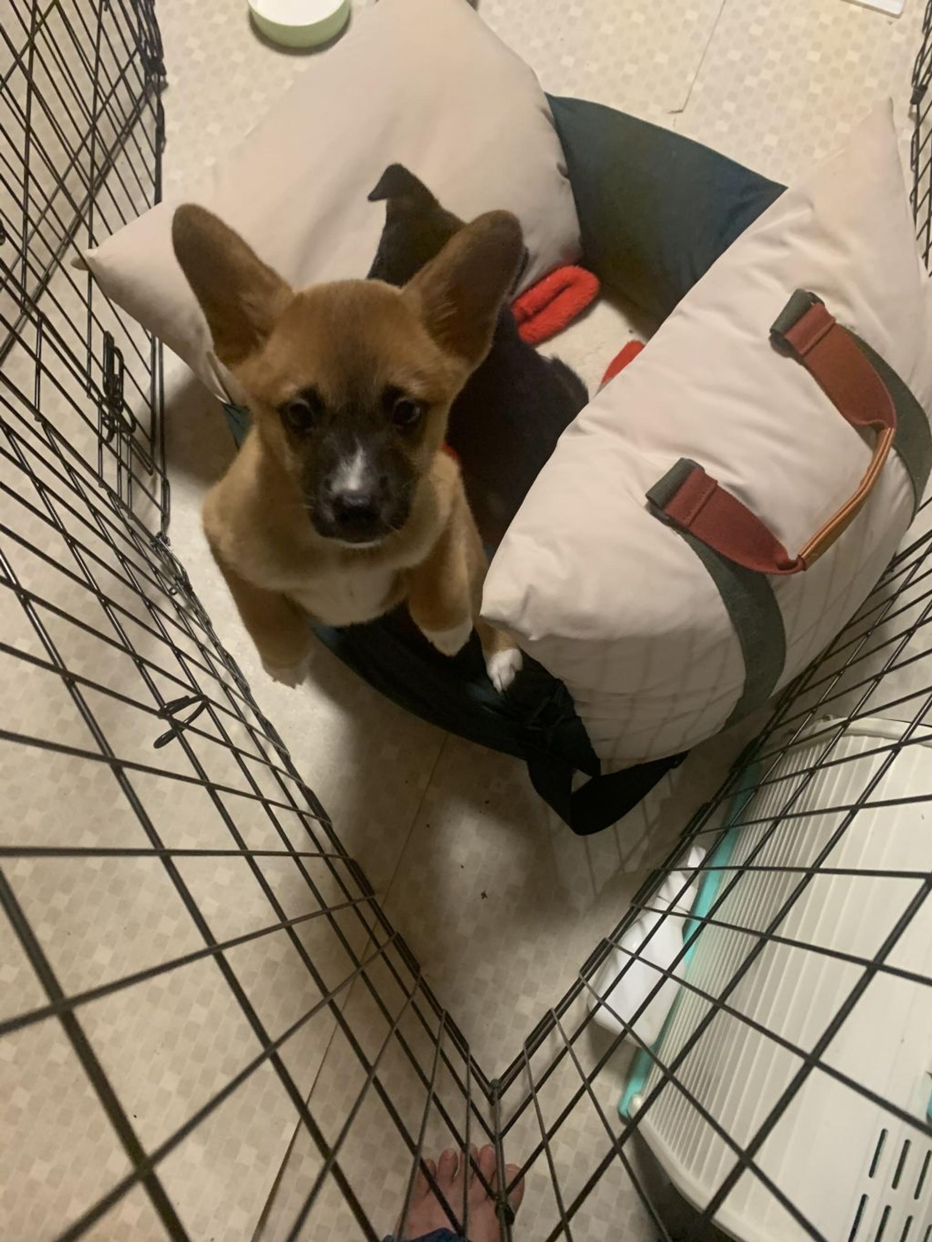pet-image-3
